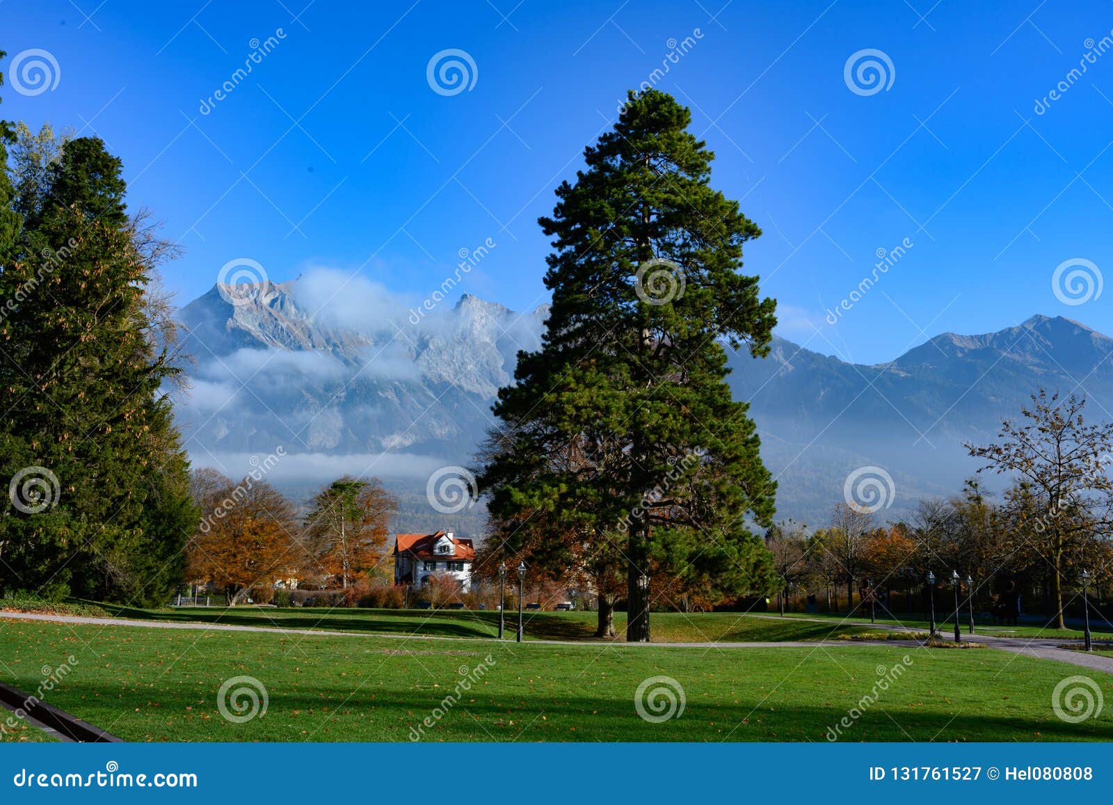 Huge Pine Tree In Spa Gardens In Front Of Swiss Alps Bad Ragaz