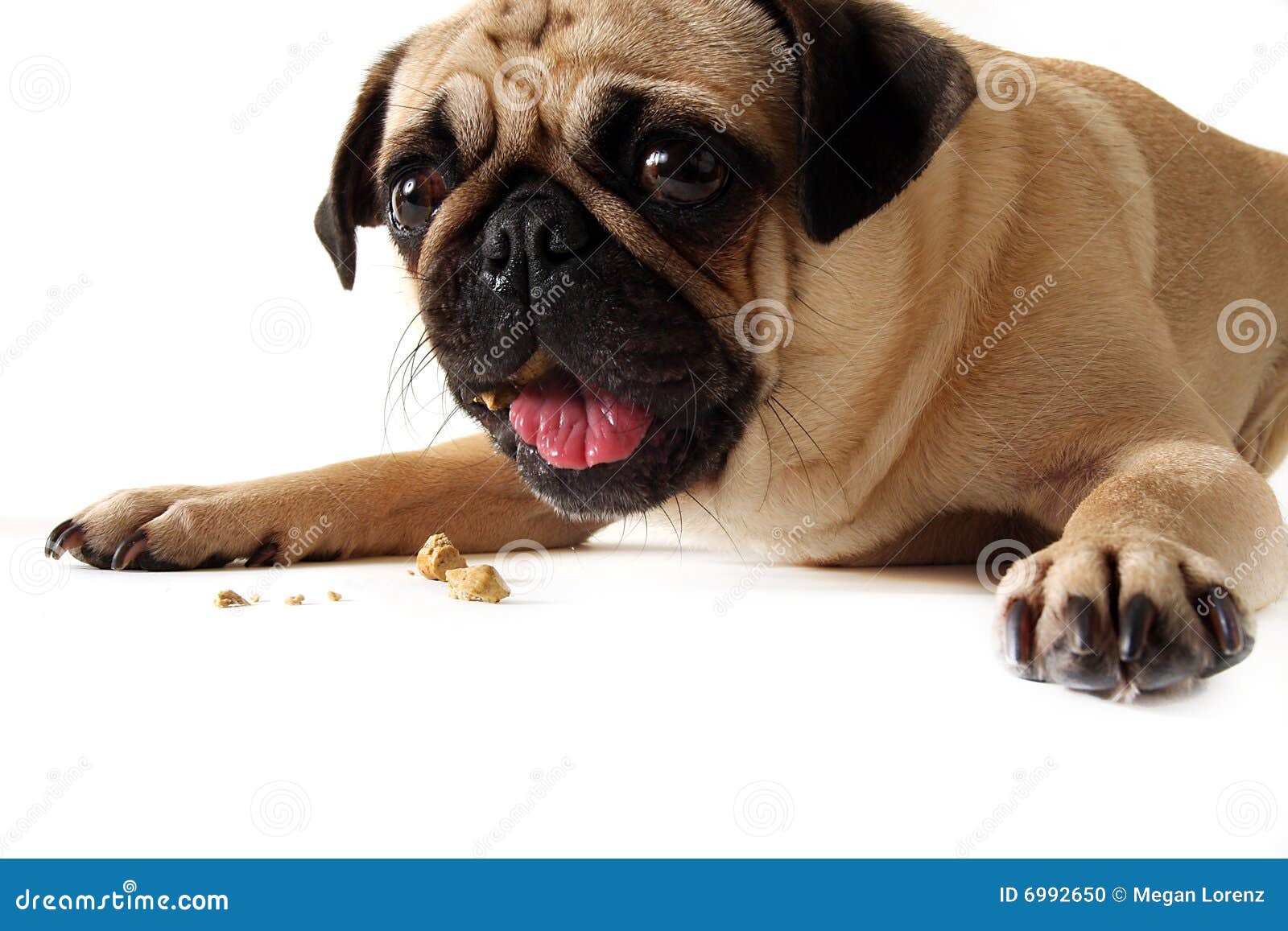 Bad Table Manners Stock Photo Image Of Puppy Standing 6992650 bad-table-manners-stock-photo-image-of-puppy-standing-6992650