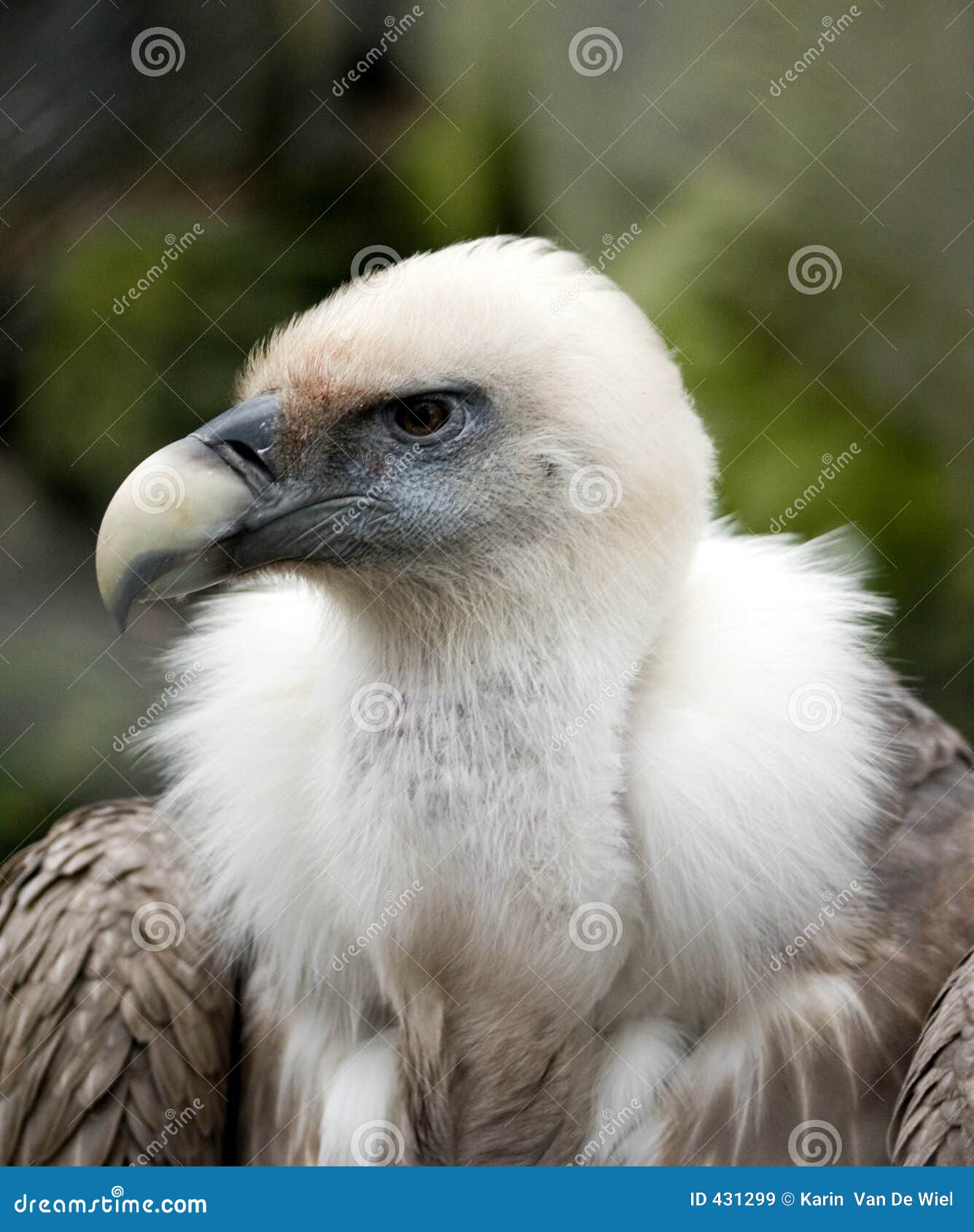 Bad vulture stock image. Image of head, animal, evil, flying - 431299