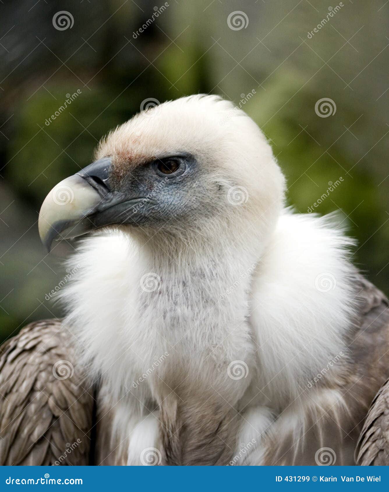 bad vulture