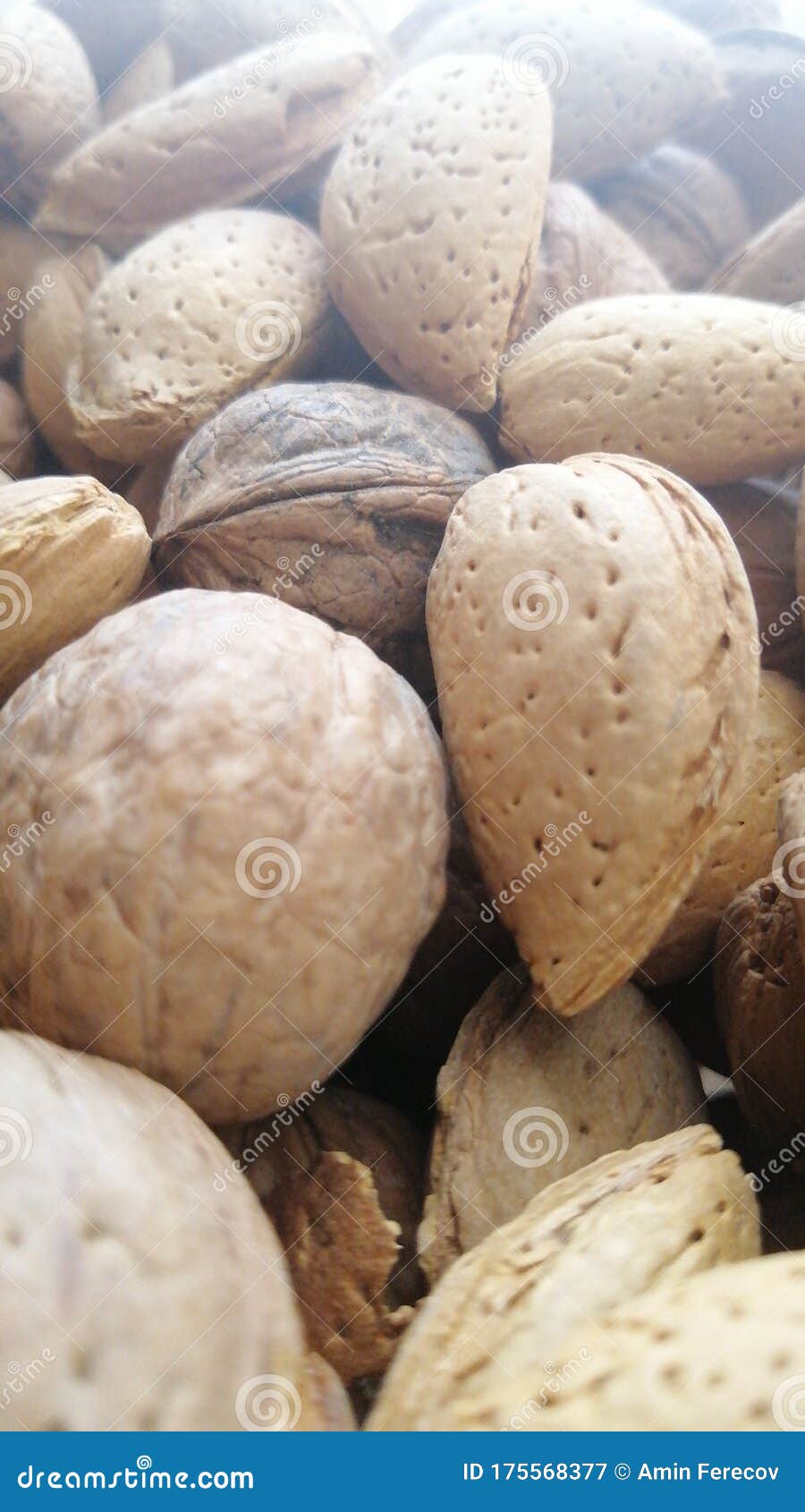 Badam stock image. Image of basamyagi, fruit, badam 175568377