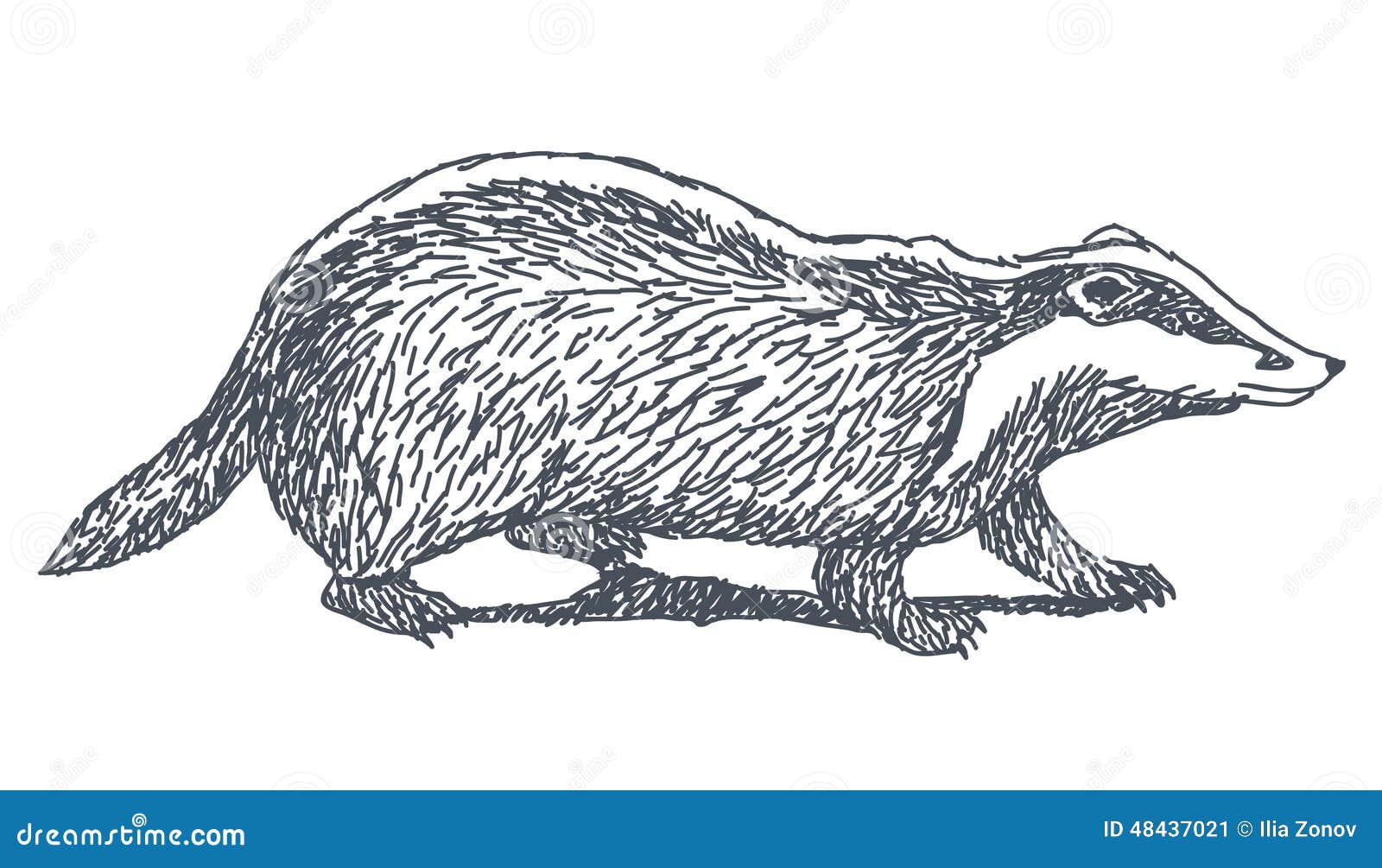 badger drawing