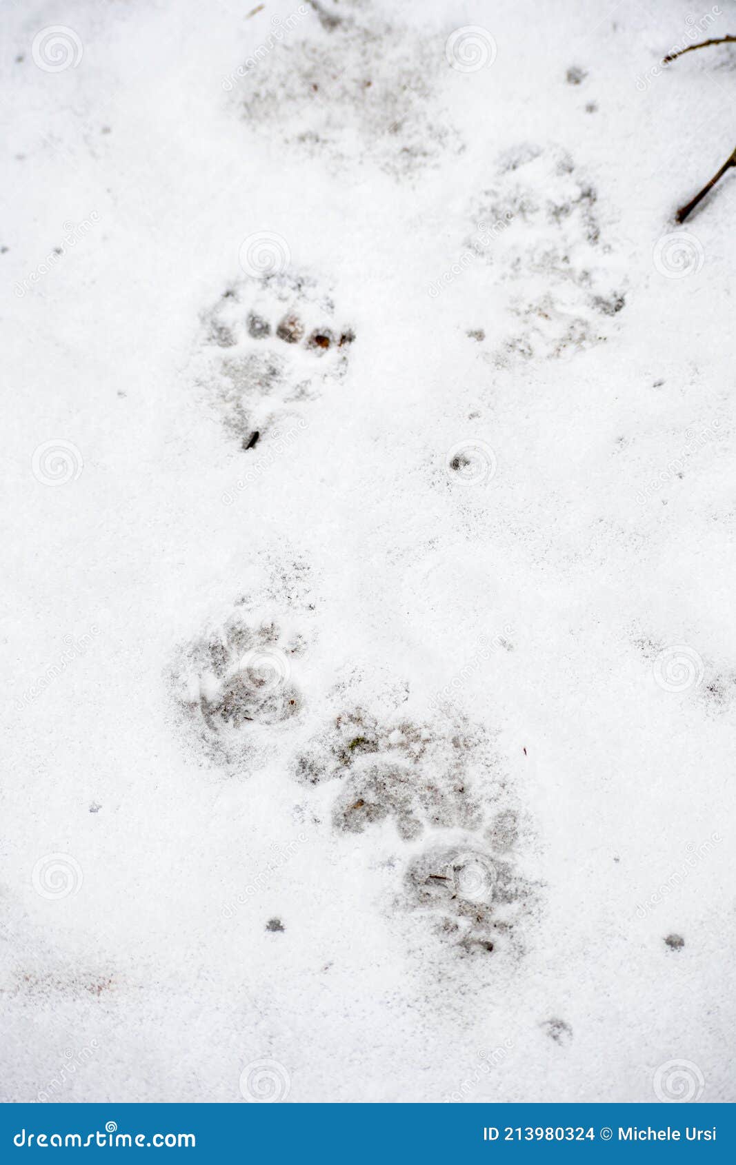 Badger Footprints in the Snow Stock Photo - Image of close, fresh ...