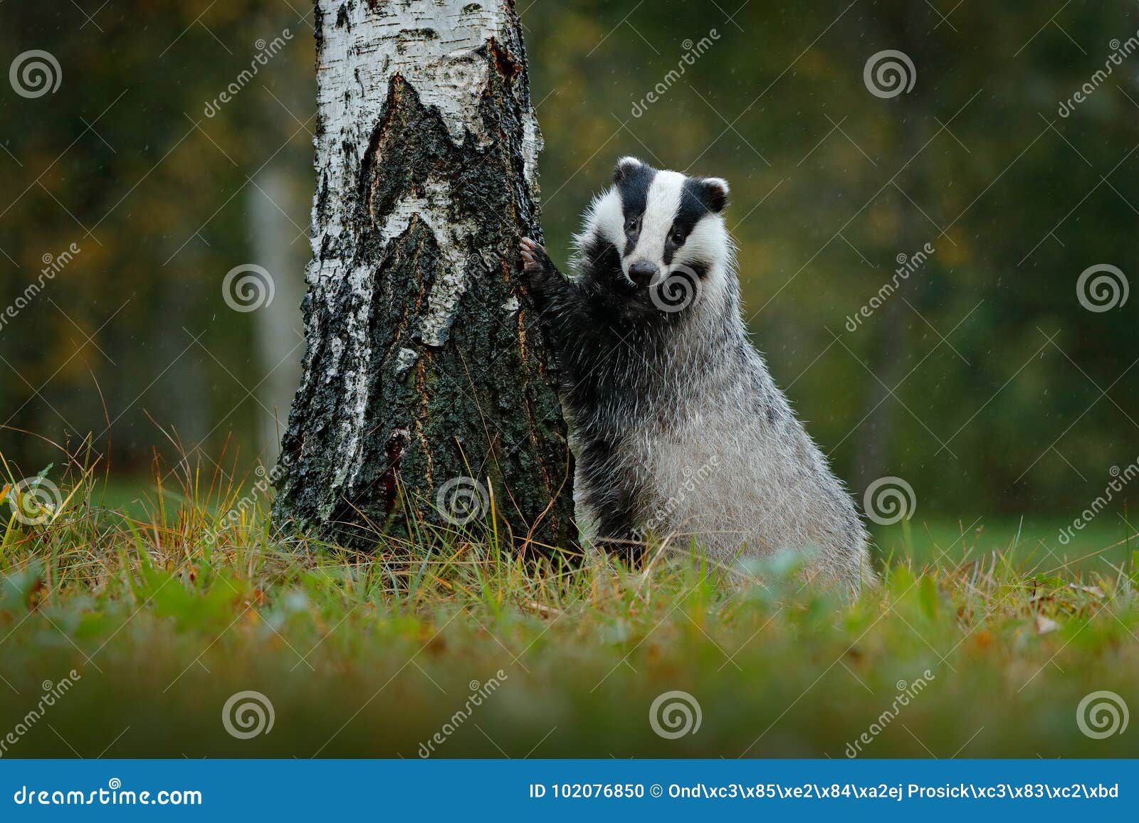 badger in forest, animal nature habitat, germany. wildlife scene. wild badger, meles meles, animal in wood. european badger, autum