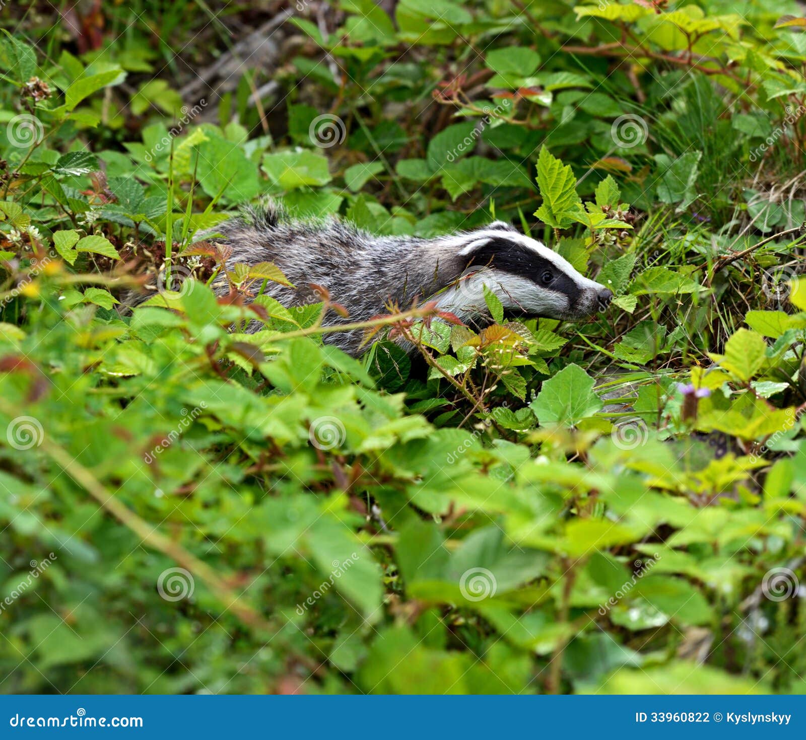 Badger stock photo. Image of rodents, flora, habitat 33960822