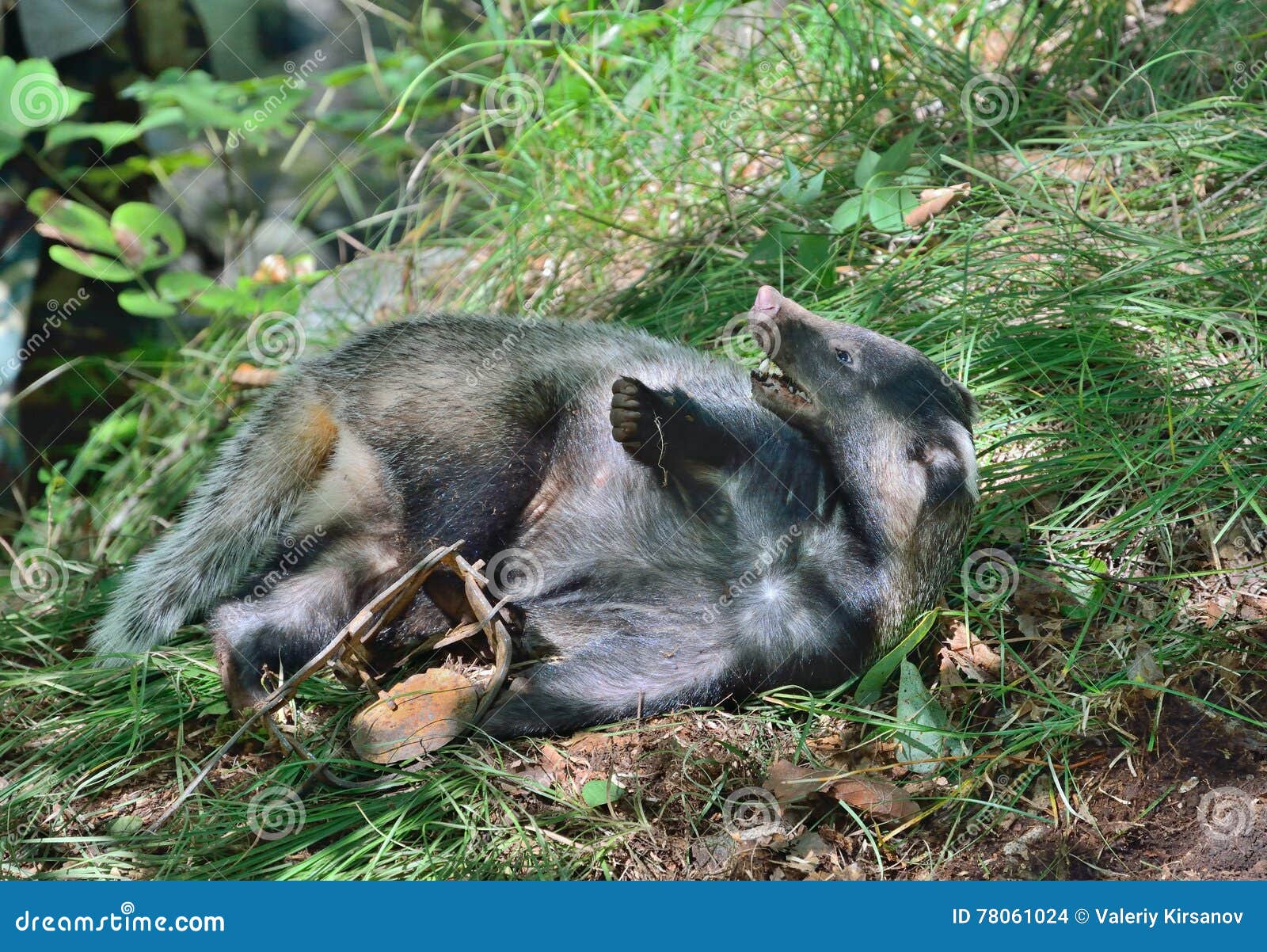 Badger in trap 2 stock photo. Image of beast, outdoor 78061024