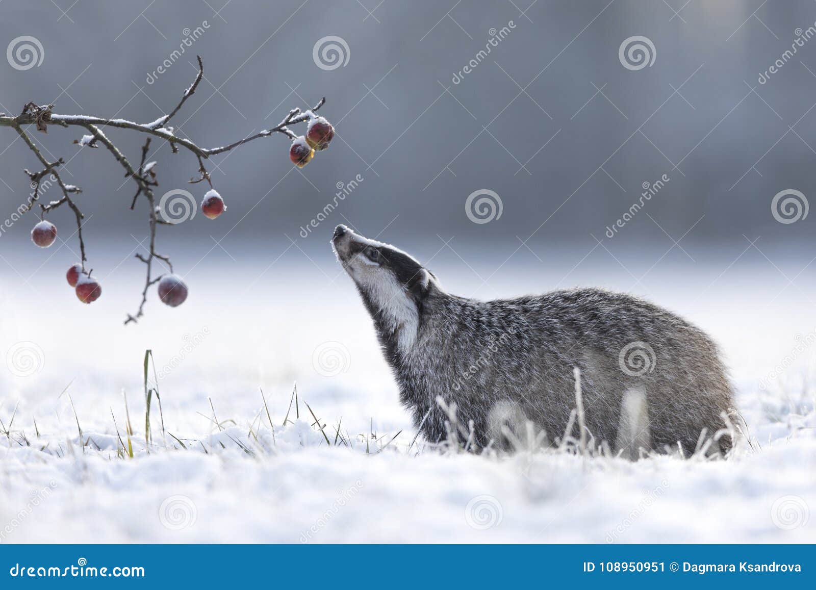 badger in winter with apples