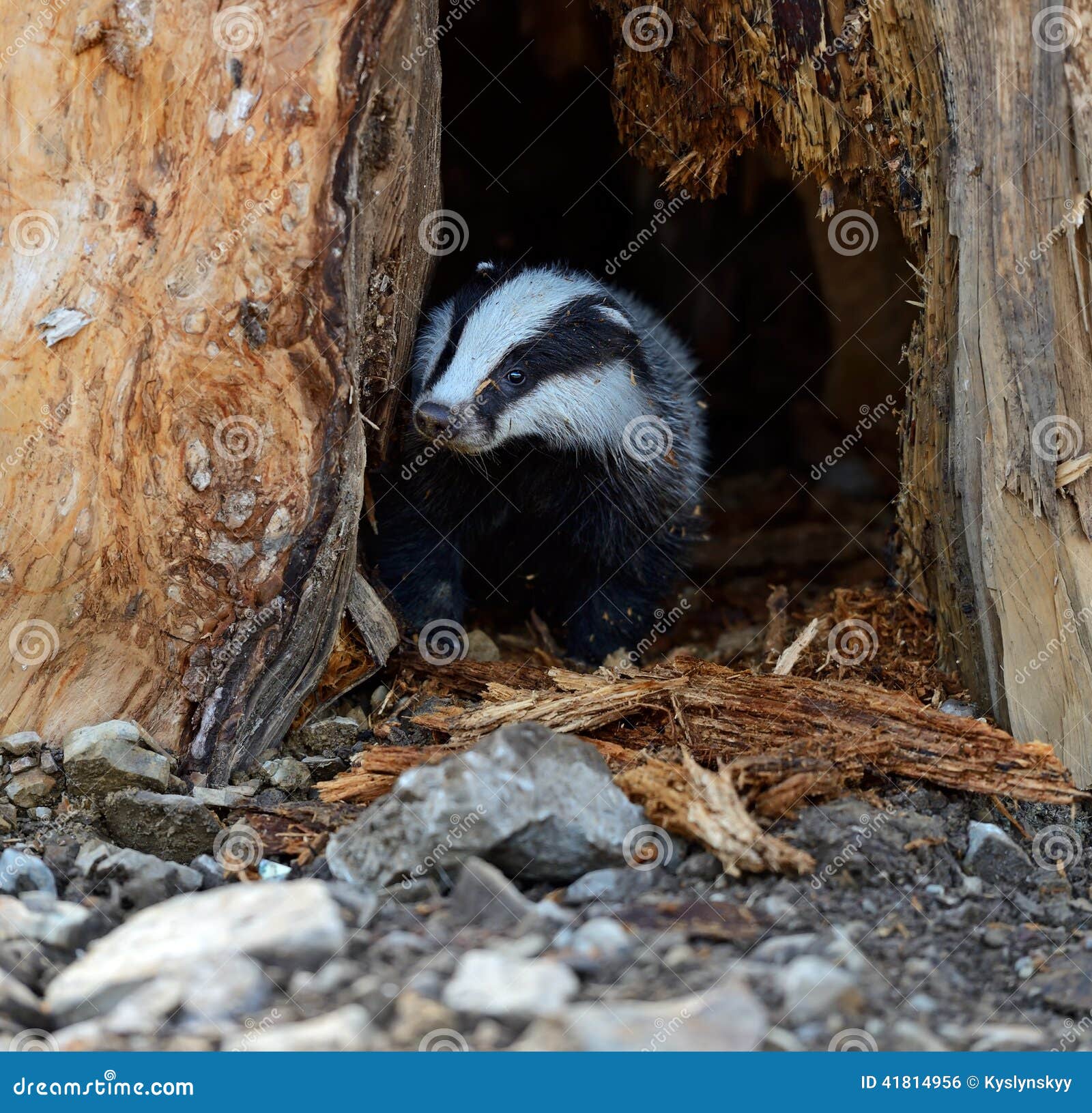 Badgers stock photo. Image of nature, animal, wildlife 41814956