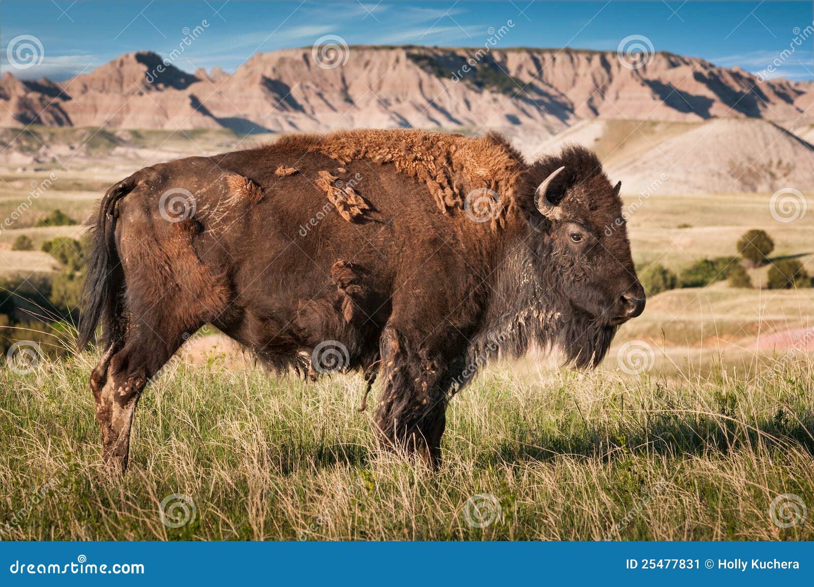 badlands american bison bull (bison bison)