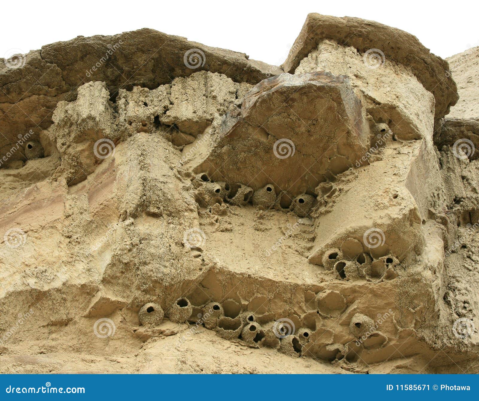 badlands bird nests