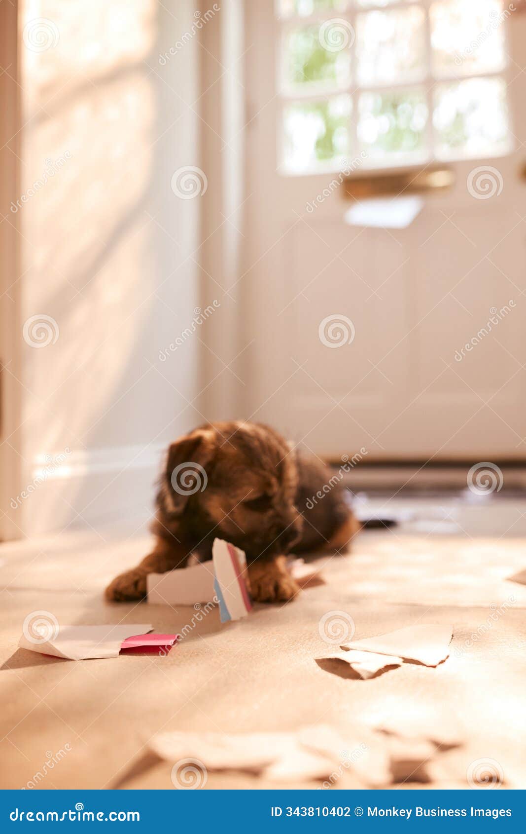 badly behaved border terrier puppy ripping up letters in hallway of home