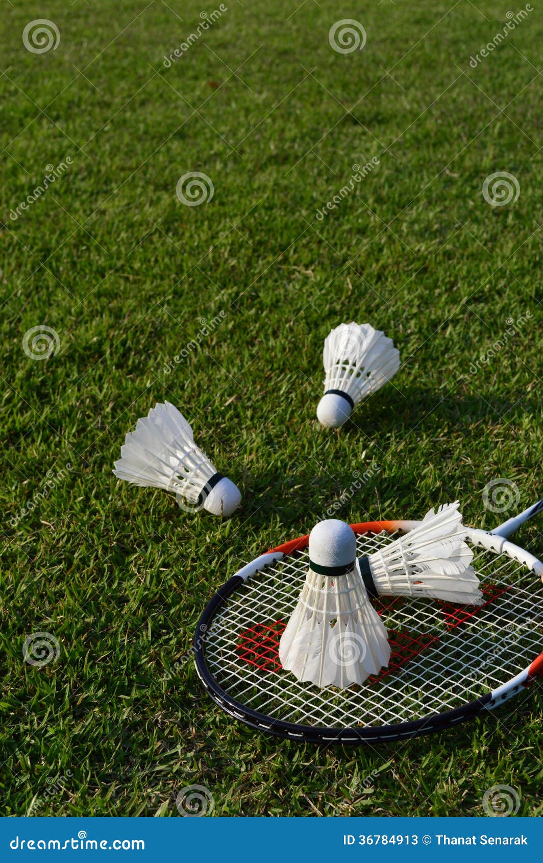 Badminton on green grass stock image. Image of style 36784913