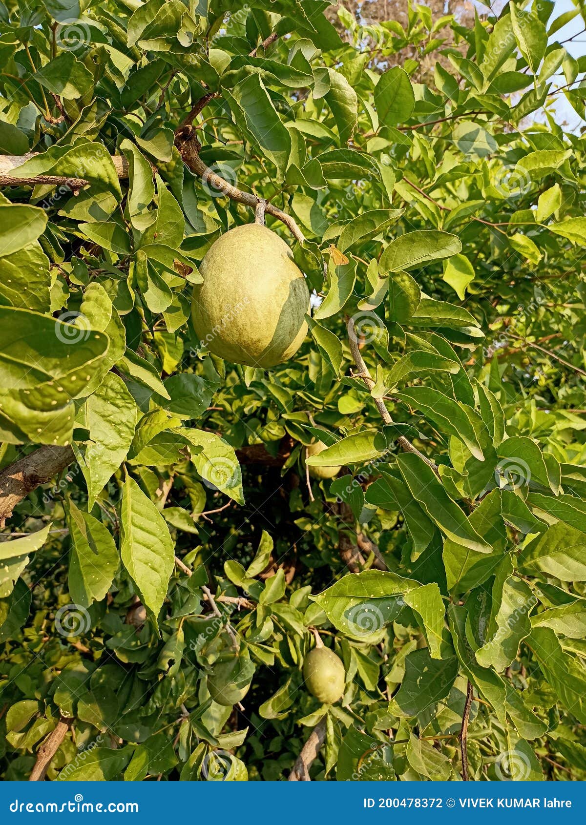 Bael Fruit and Leaf , Wood Apple Stock Photo Image of fruit, bael
