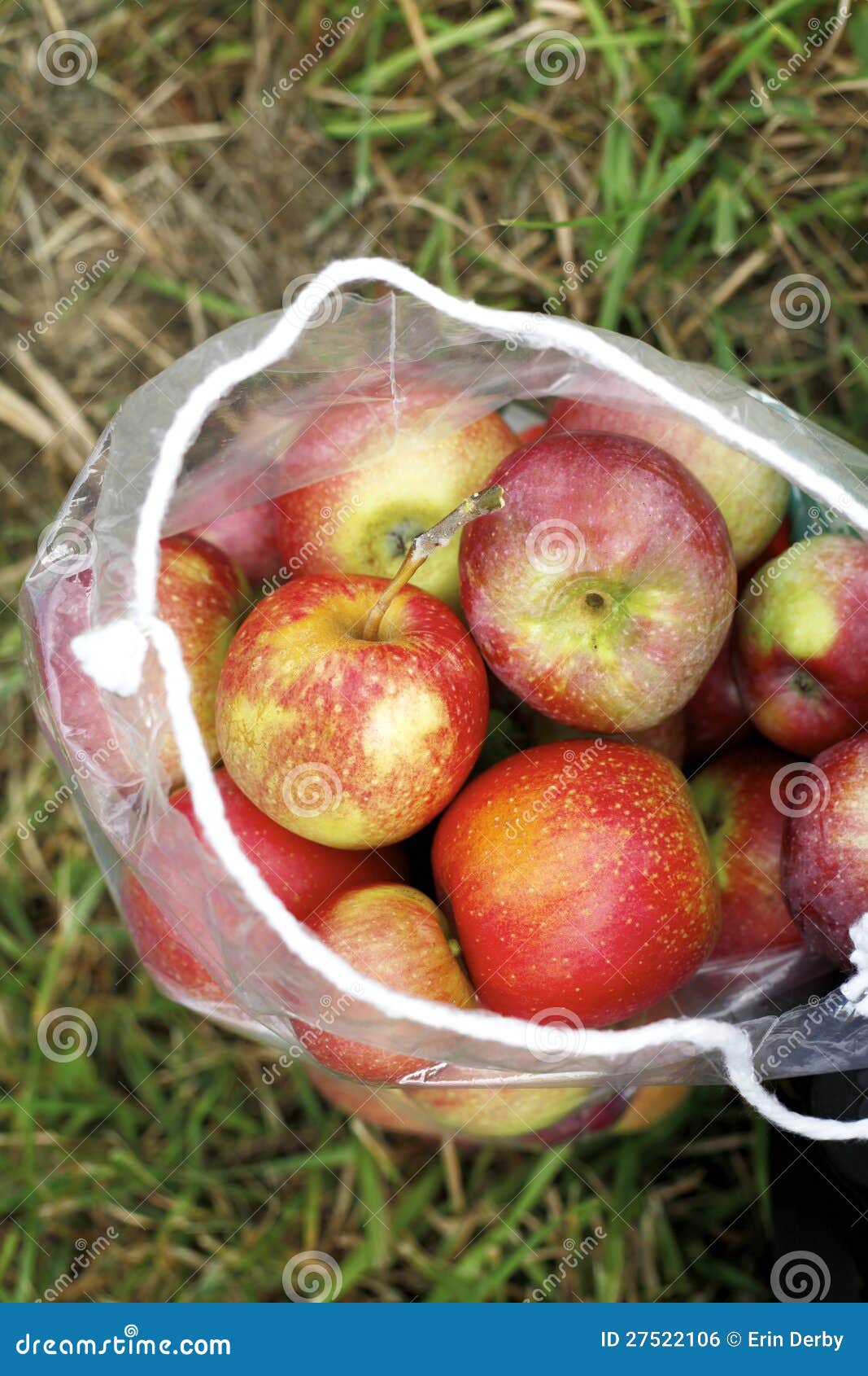 Bag of Apples stock photo. Image of grasp, green, autum 27522106