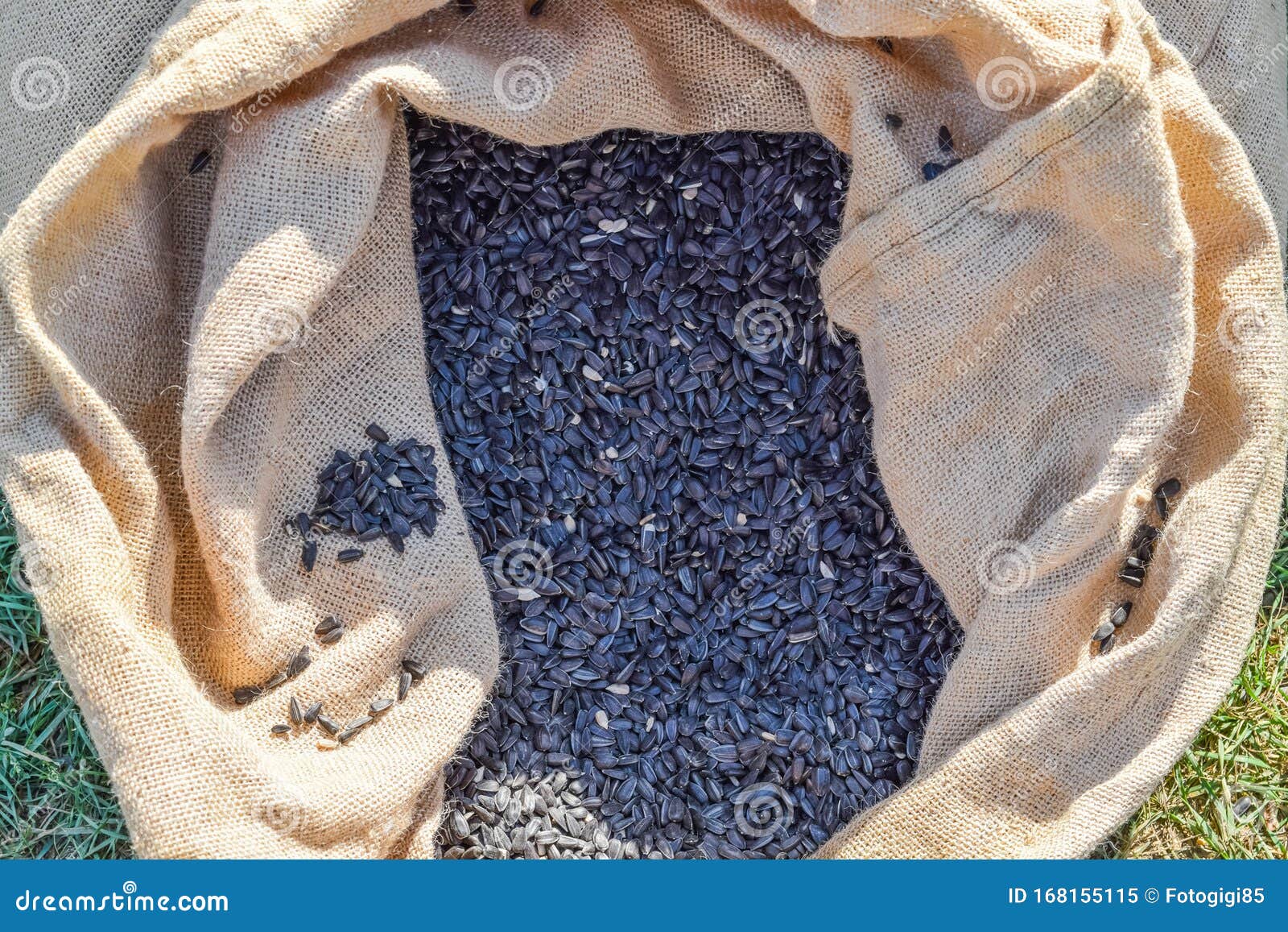 Bag of Burlap and Sunflower Seeds Stock Image Image of energy