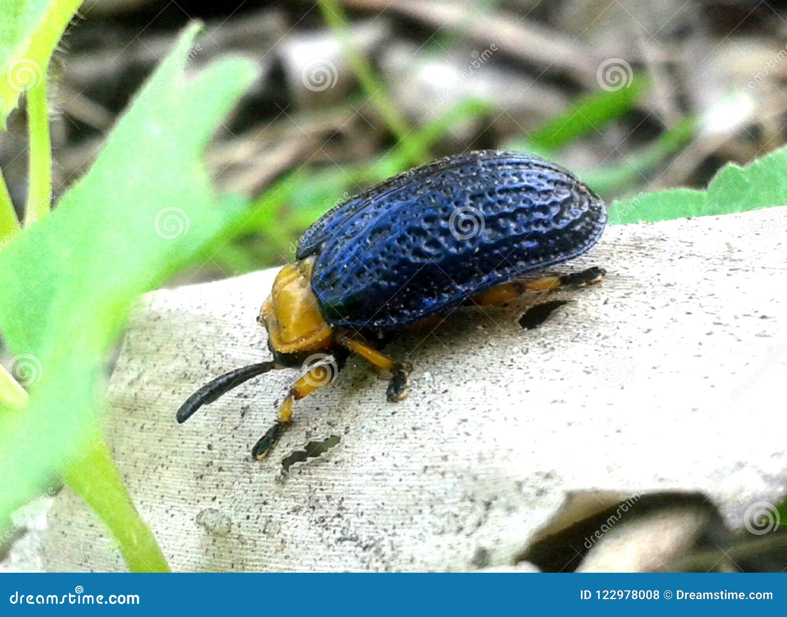 Bag insect stock photo. Image of mobile, insect, shot 122978008