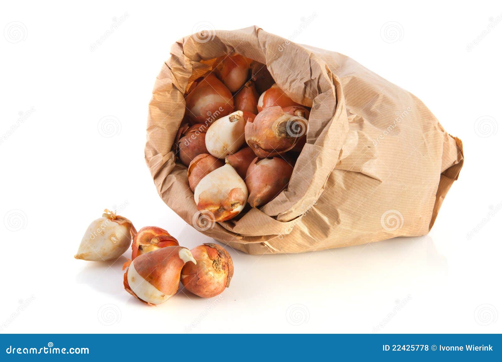 Bag tulip bulbs stock photo. Image of flowers, isolated 22425778