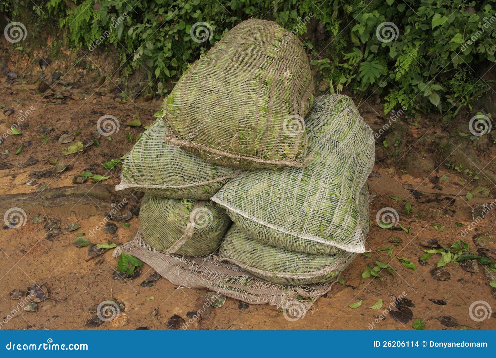 Bags of Ceylon Tea Leaves, Sri Lanka Stock Photo Image of lanka, bags