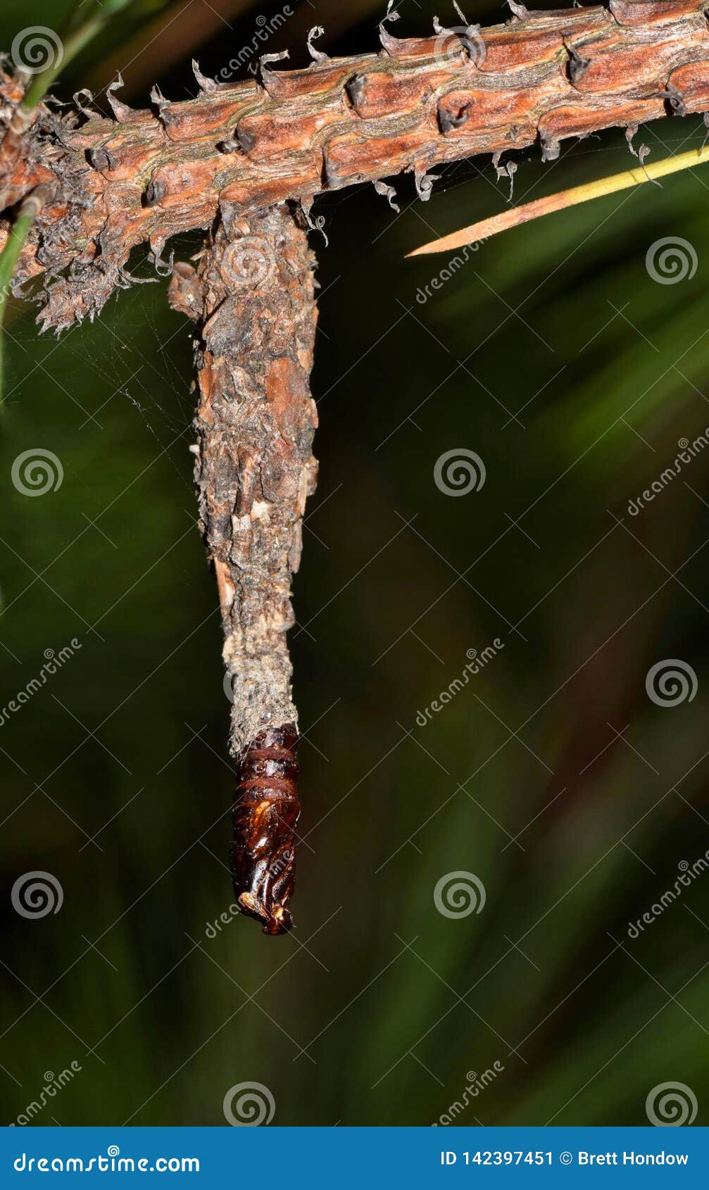 images Bagworm Cocoon Images https www dreamstime com bagworm moth cocoon has hatched image taken night houston tx empty case protruding suggesting image142397451