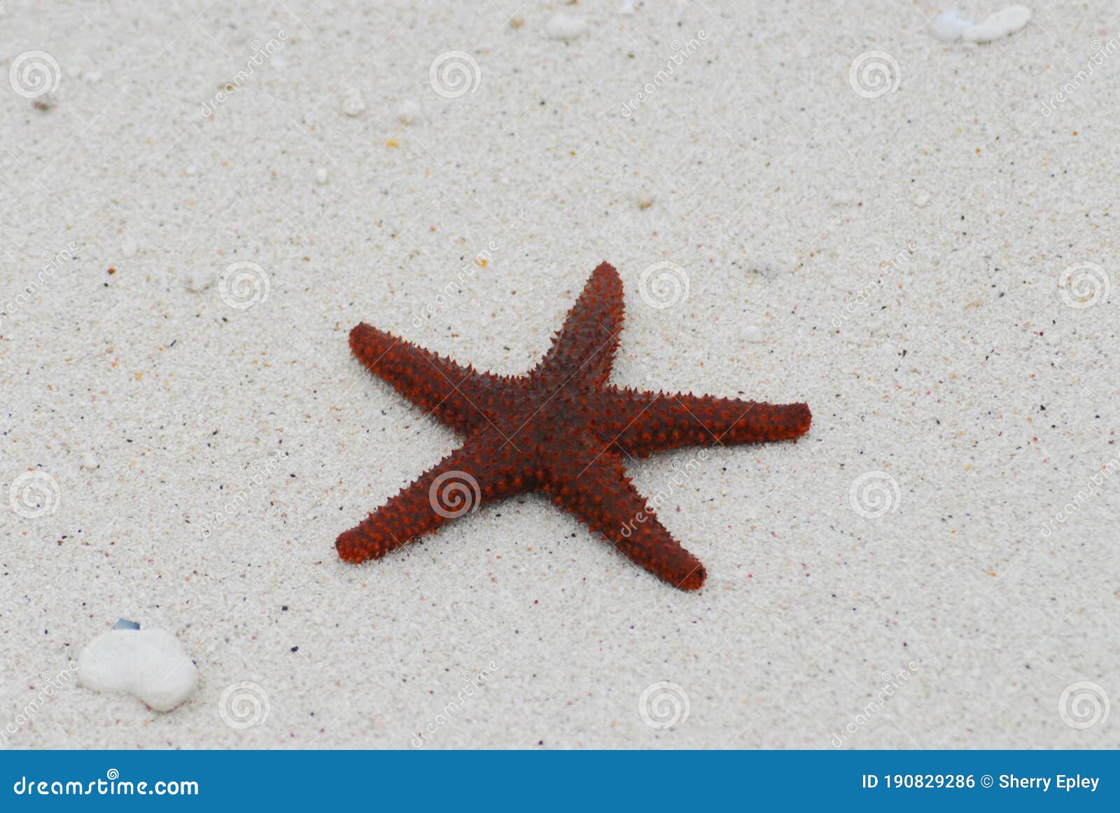 Bahamas- Close Up of a Red Thorny Sea Star on a White Sand Beach Stock  Photo - Image of background, shaped: 190829286