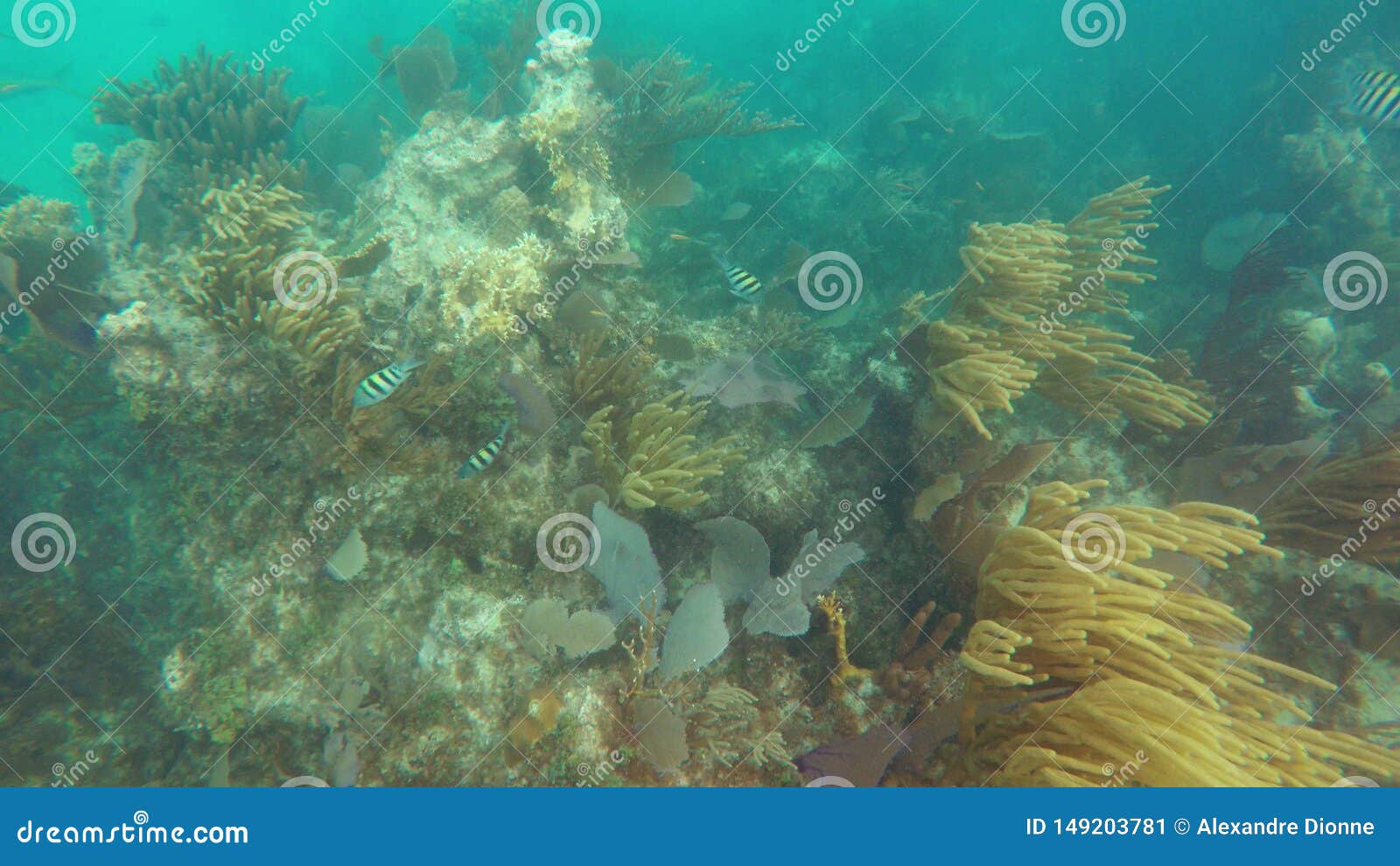 The Bahamas Fishes, Algae, and Corals Stock Image Image of diving, paradise 149203781