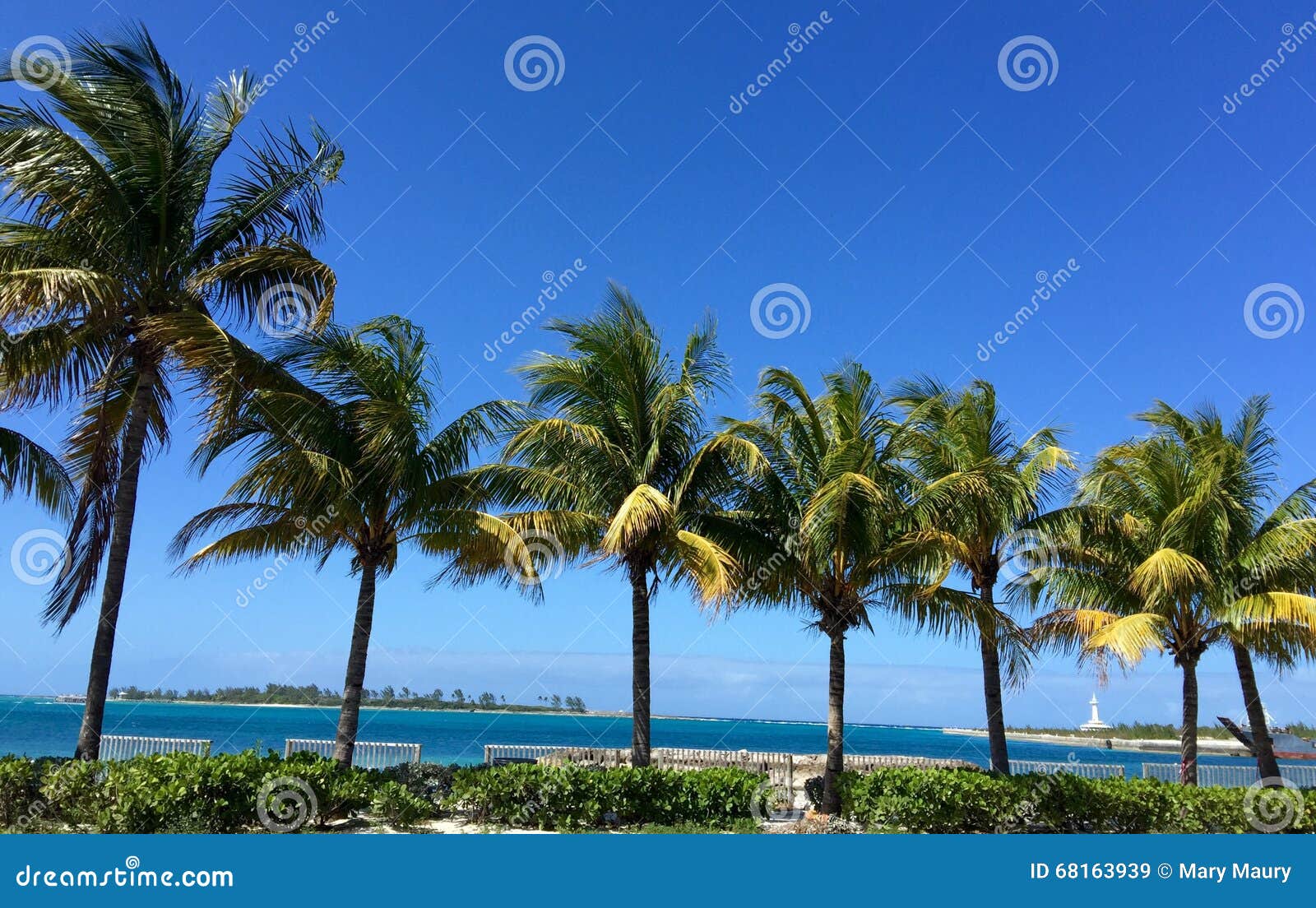 Bahamas Sunny Coconut Trees Stock Image Image of coconuts, trees