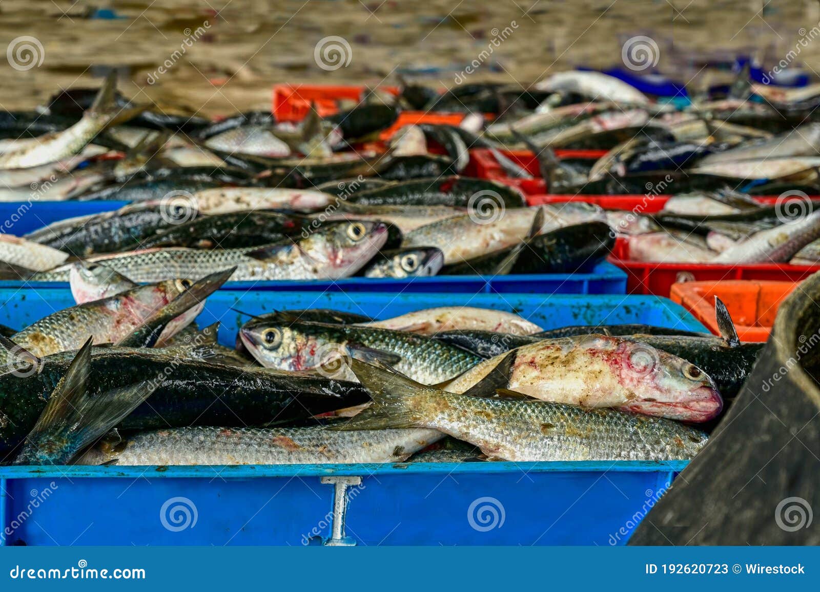 bahia de pucusana pescados frescos para comer