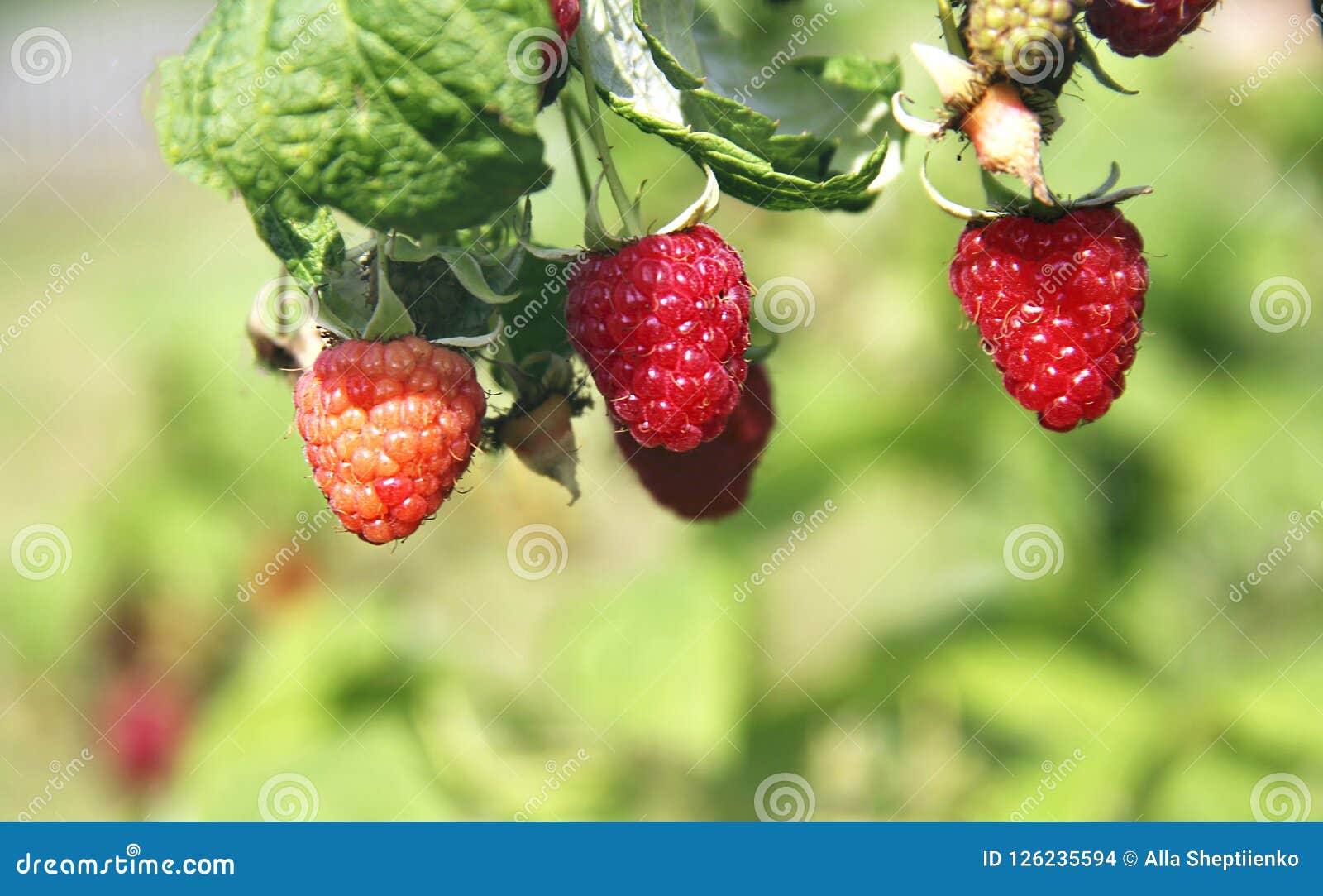 Baie Des Framboises Sur Une Branche Photo stock Image du baie