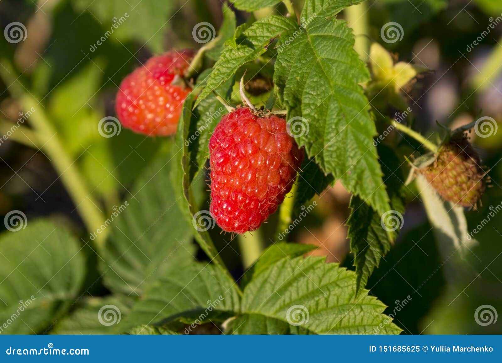 Baies De Framboise Sur La Branche Image stock Image du branchement
