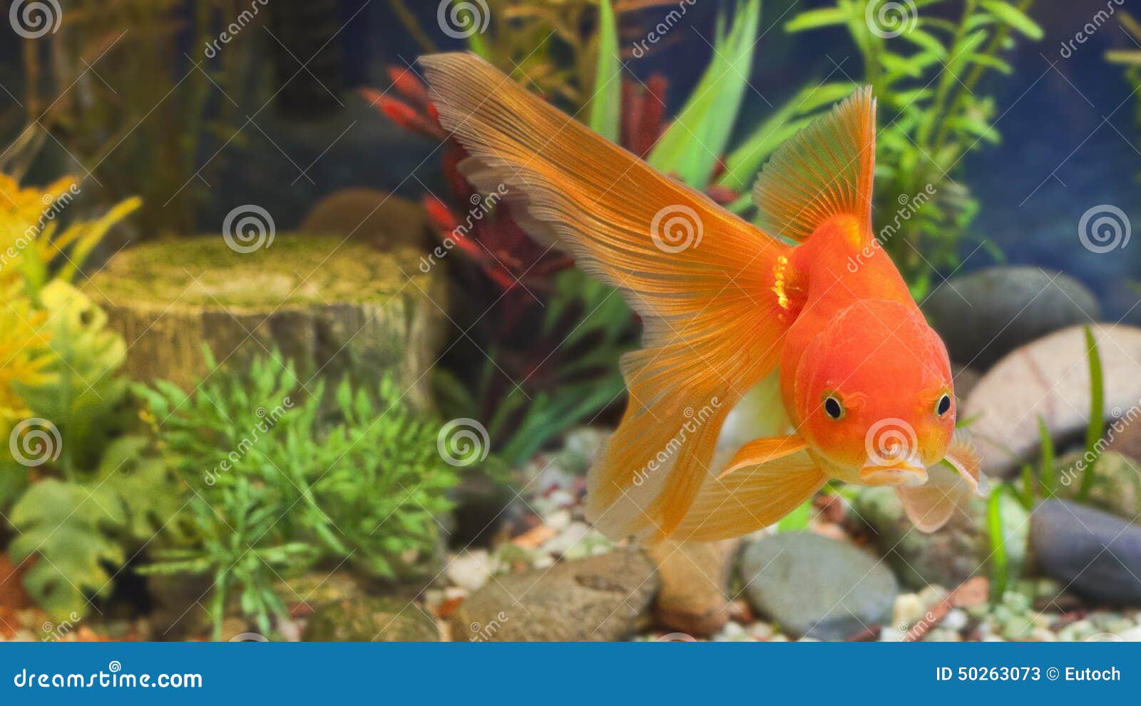 Laxolotl Un Animal étonnant Blog