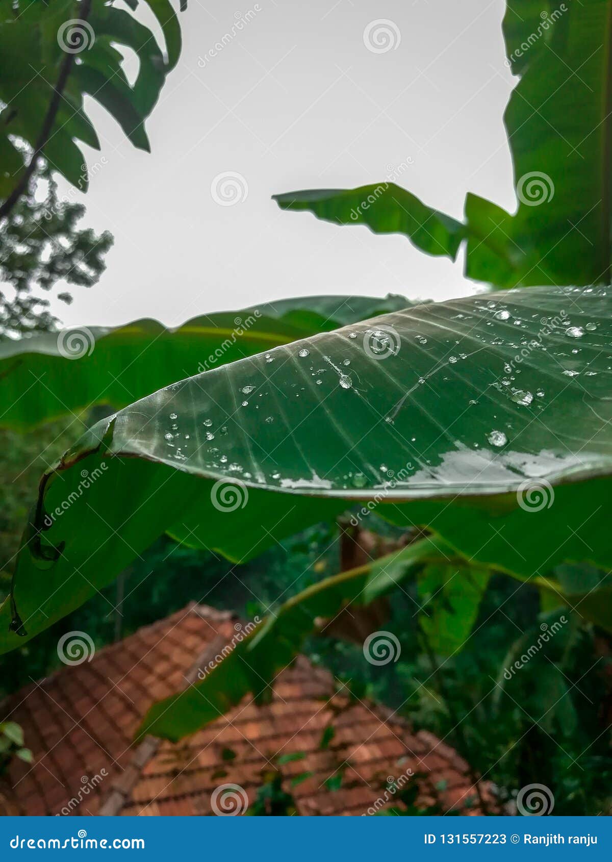 Belles baisses de l'eau sur la feuille dans la saison des pluies