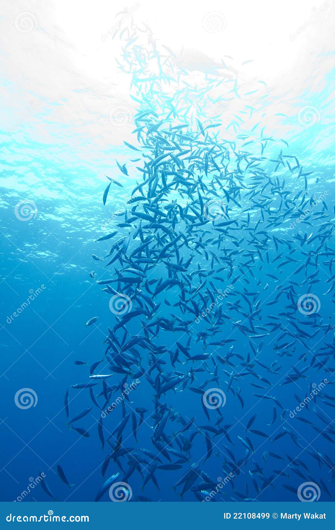 Bait Ball stock image. Image of wildlife, island, marine 22108499