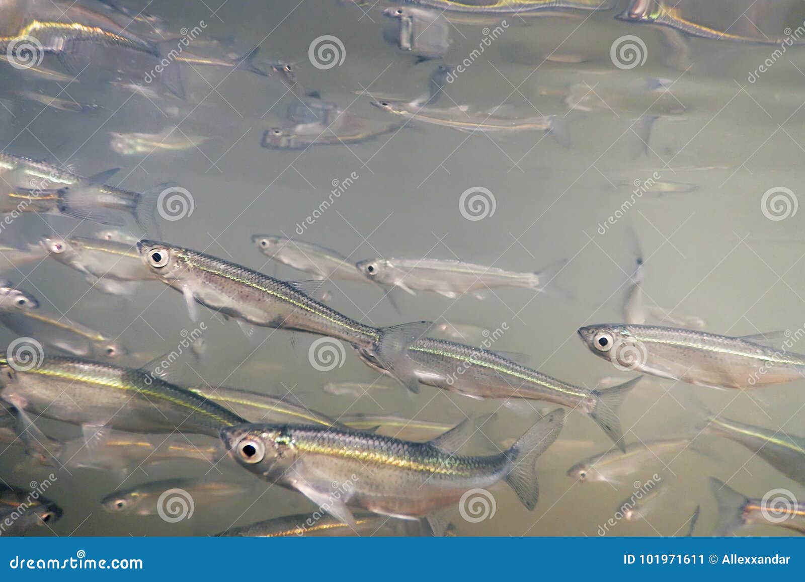 Bait Fish Freshwater Underwater. Common Bleak Close Up Stock Image