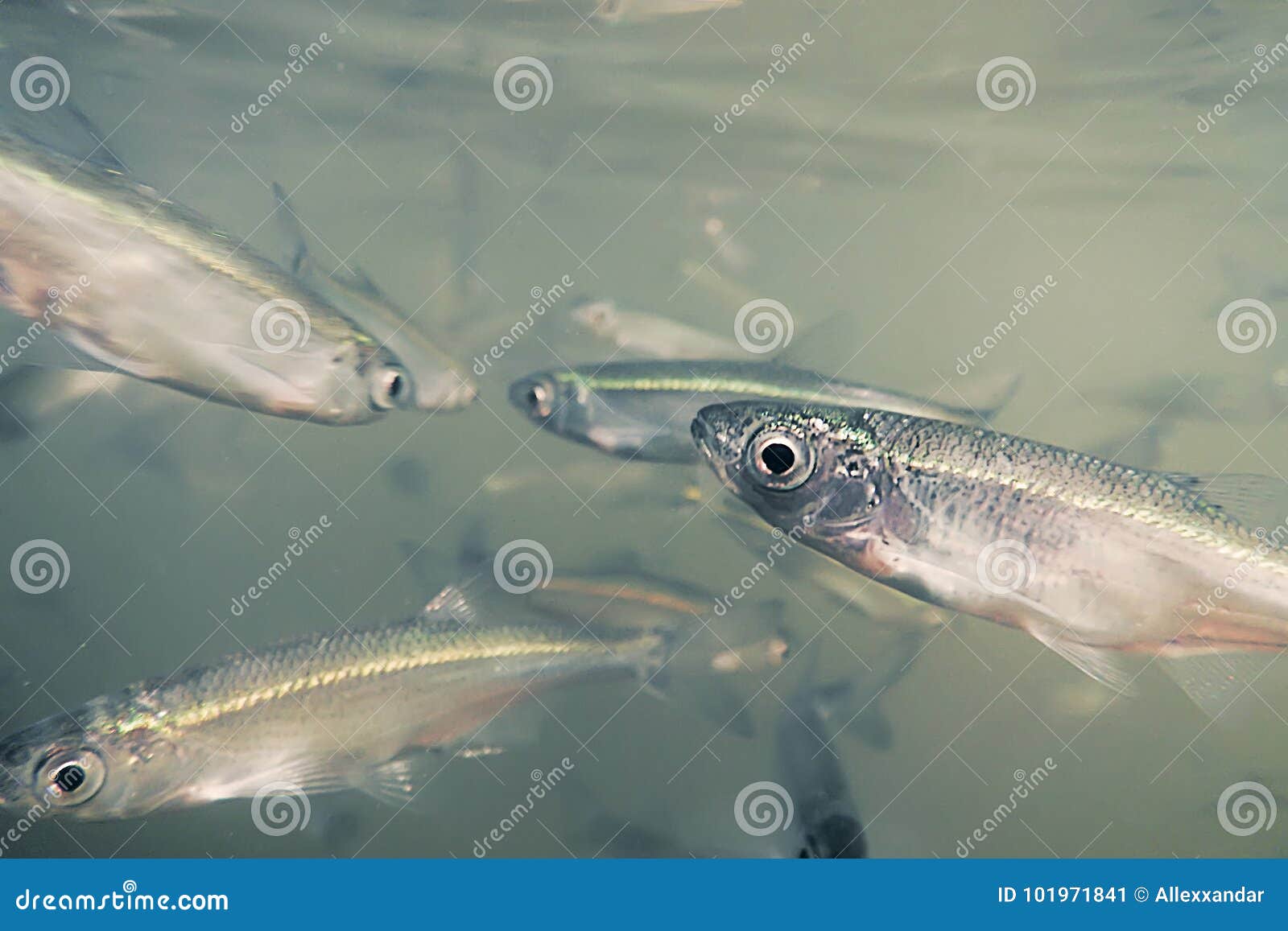 Bait Fish Freshwater Underwater. Common Bleak Close Up Stock Image