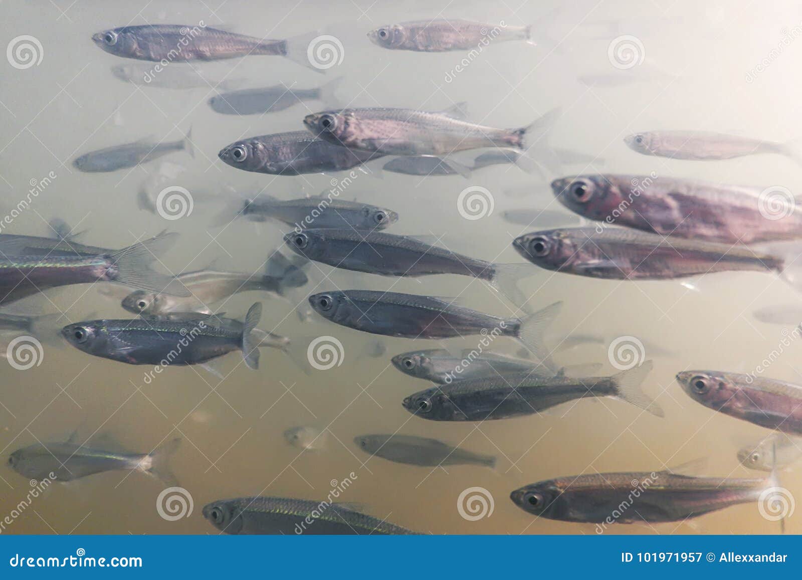 Bait Fish Freshwater Underwater. Common Bleak Close Up Stock Image - Image  of blue, nature: 101971957