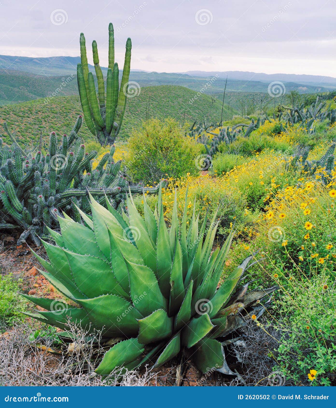 Baja Cactus Stock Photography Image 2620502