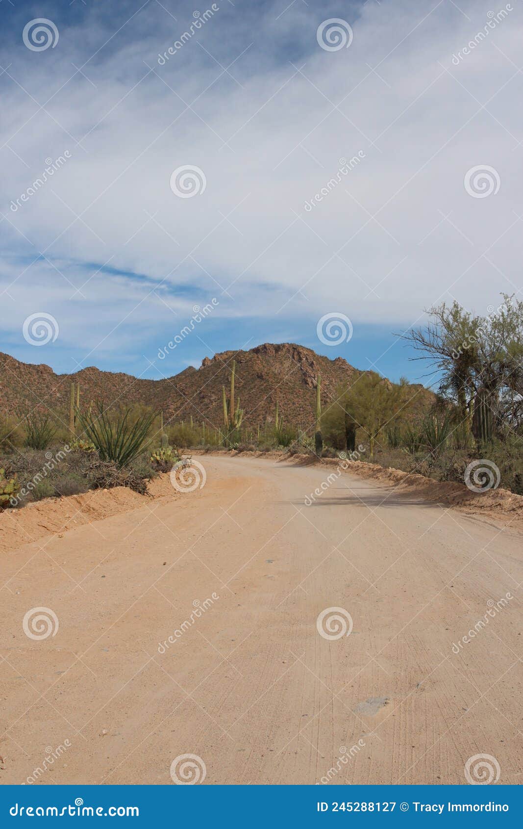 bajada loop drive, a sandy road through the desert of saguaro national park west, arizona