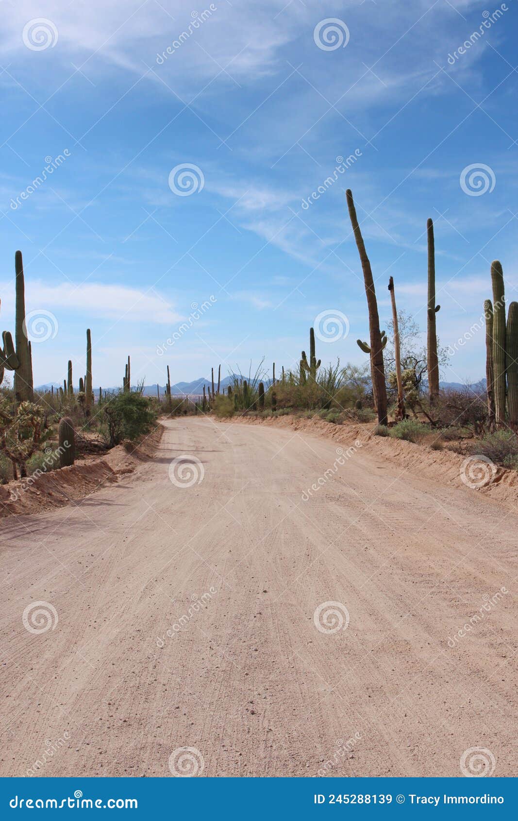 bajada loop drive, a sandy road through the desert of saguaro national park west in tucson, arizona