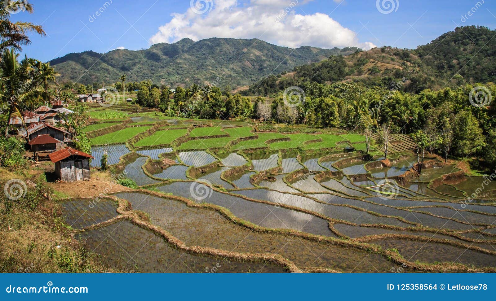 rice paddies in the beautiful and luxurious countryside around bajawa nusa tenggara, flores island, indonesia
