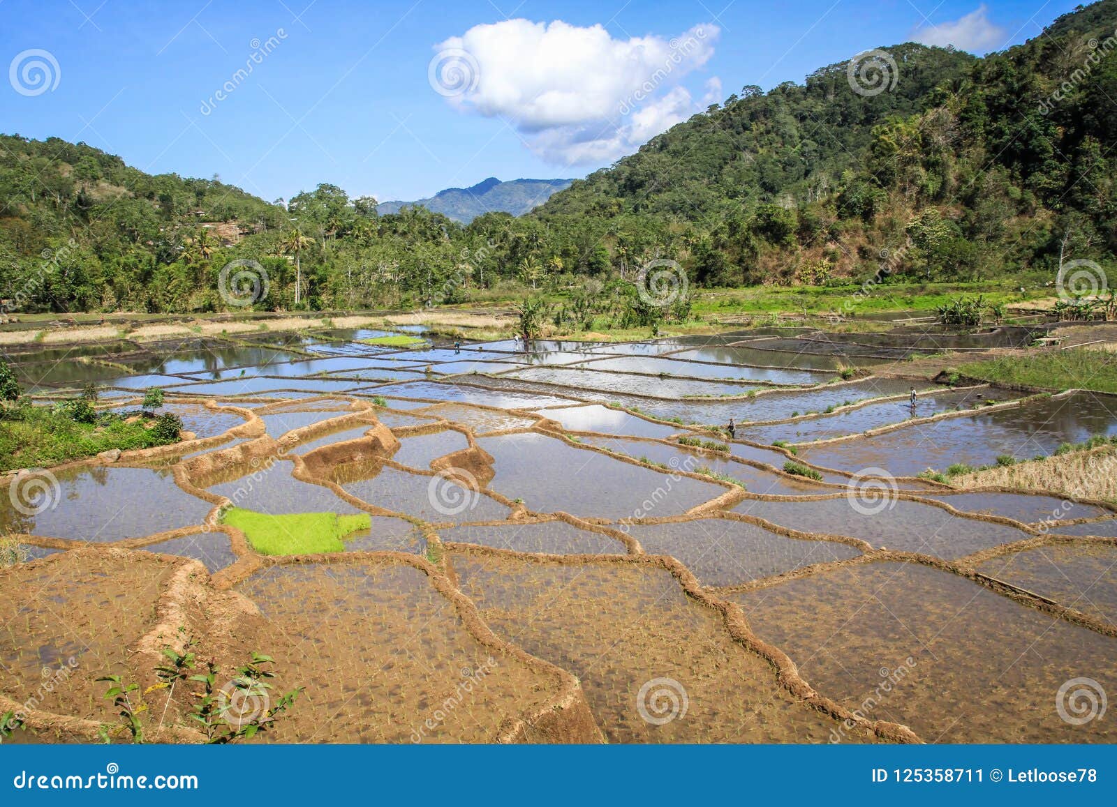 rice paddies in the beautiful and luxurious countryside around bajawa nusa tenggara, flores island, indonesia