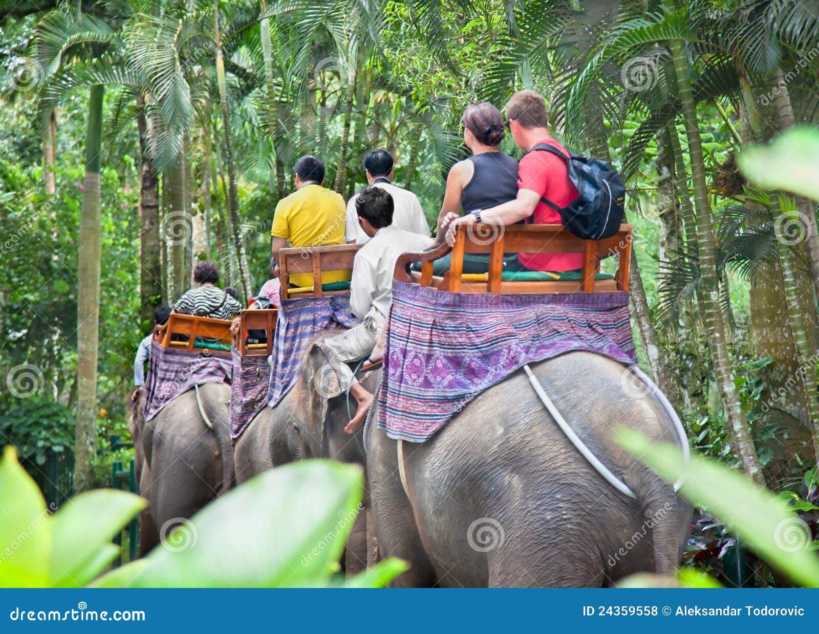 Bakas Elephant Safari Bali Indonesia Editorial Stock