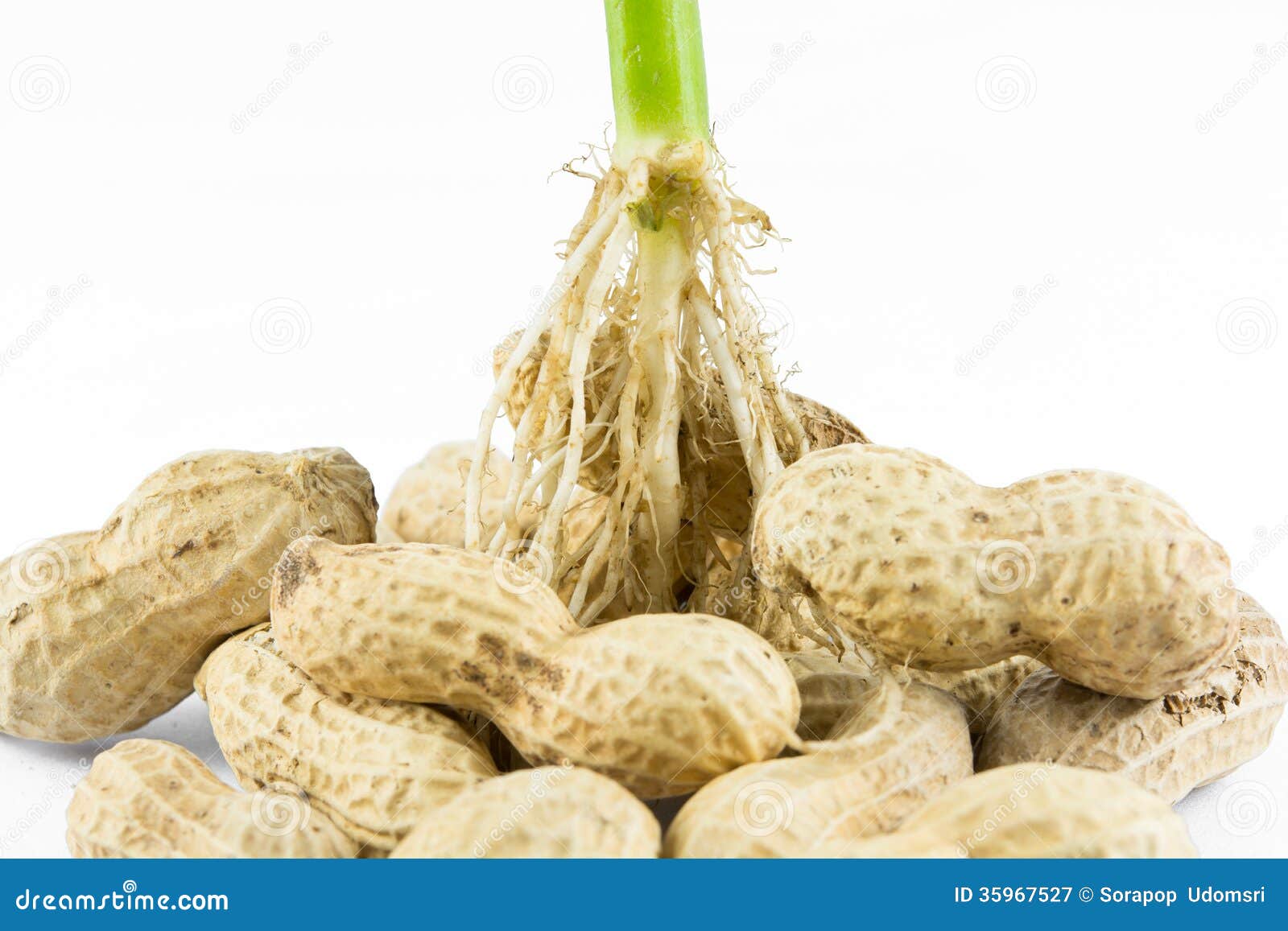 Baked Thai Peanut or Ground Nut Stock Image Image of texture, organic