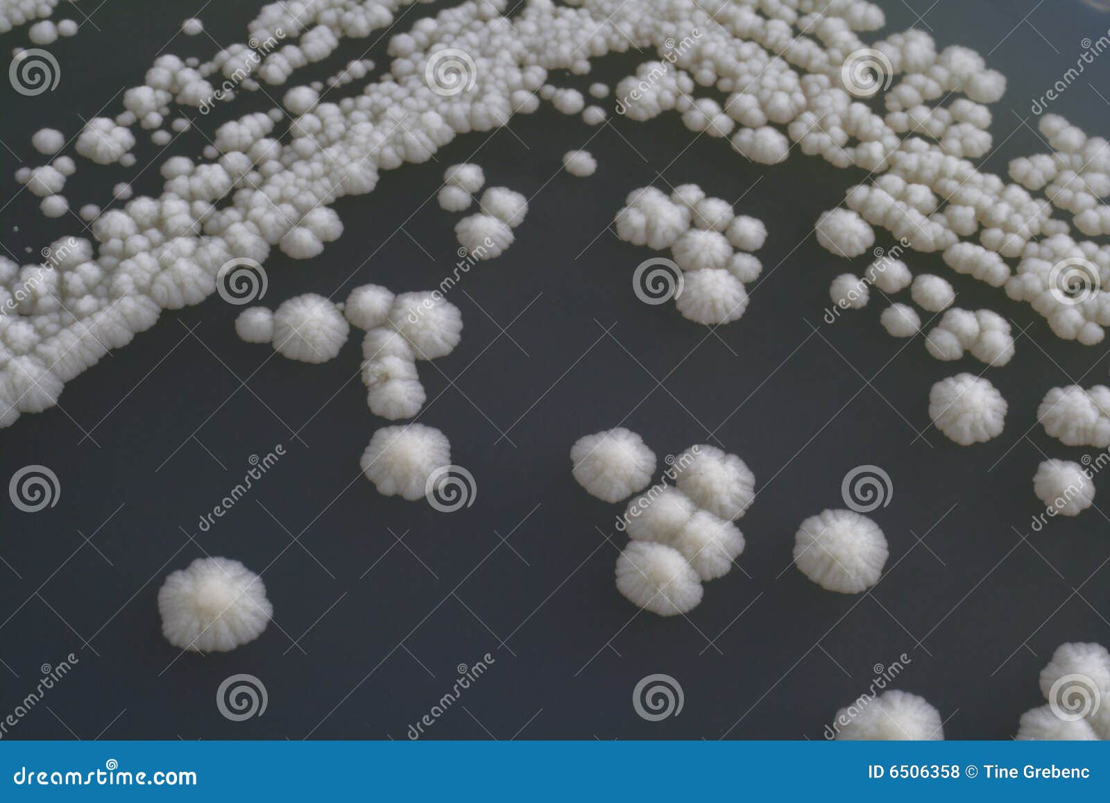 Baker s Yeast stock photo. Image of safety, scientific 6506358