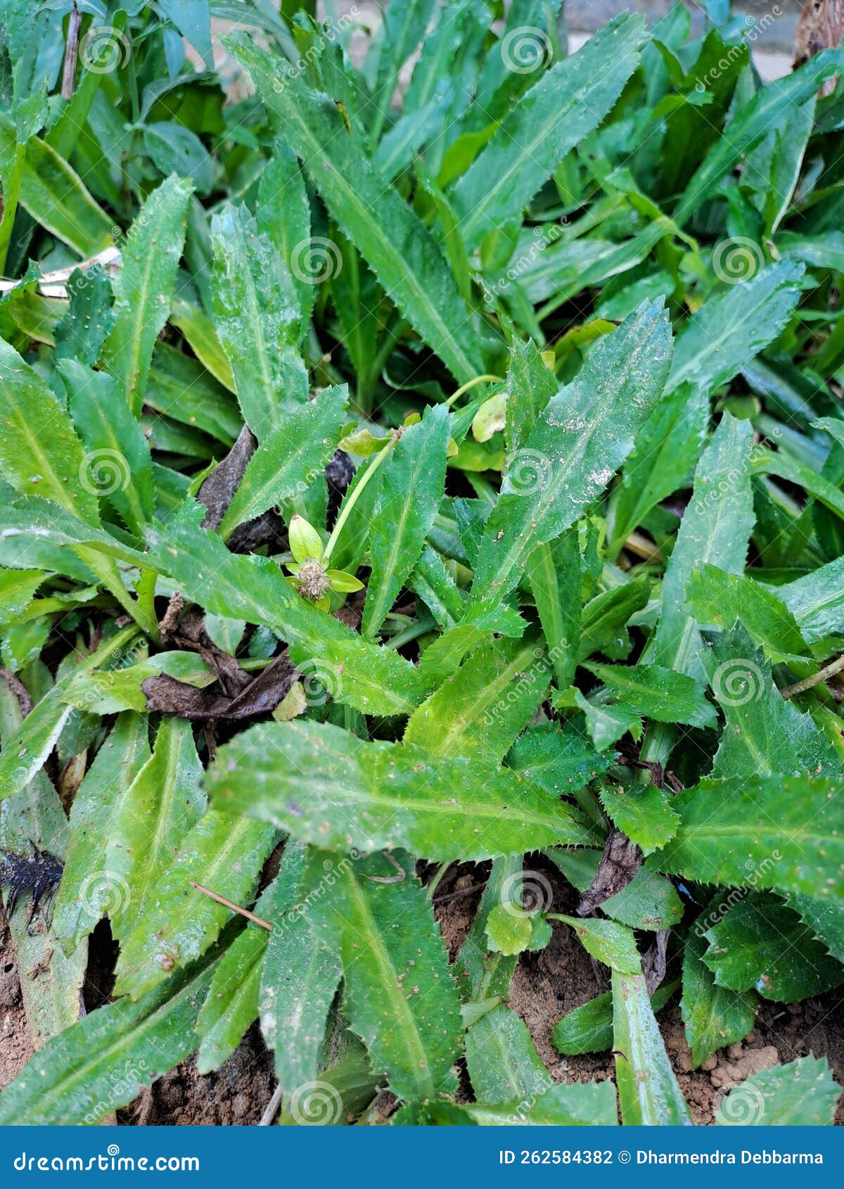 Bakhar grass for eat in stock photo. Image of fish, garden 262584382
