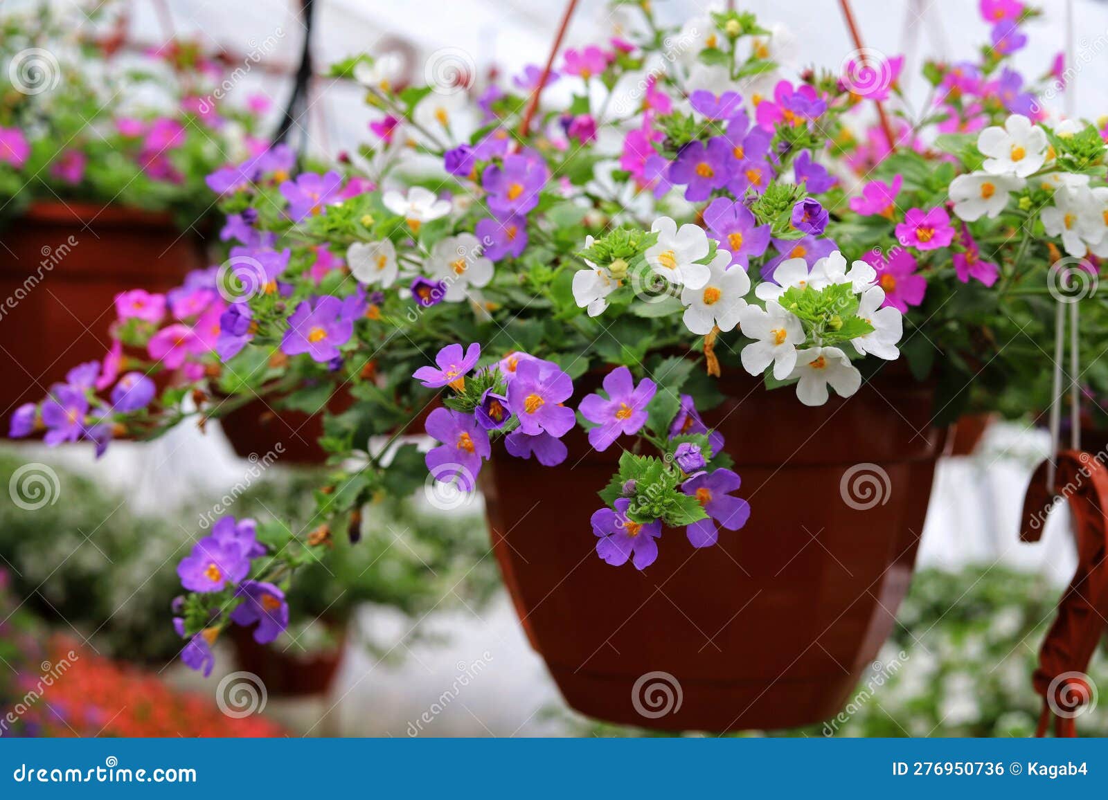 Bakopa, Sutera Diffusus, Bacopa Diffusus Blooms with Small Multicolored