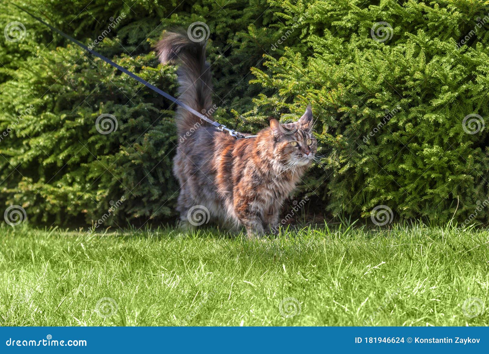 Balades De Chat Du Maine Coon Dans Le Parc D'été Avec Le Harnais Avec La  Laisse. Marche Avec Le Chat Sur La Pelouse Verte Dans Le Photo stock -  Image du heureux