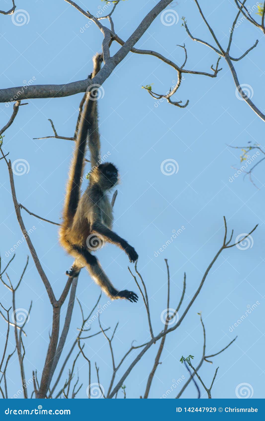 Macaco-aranha-de-geoffroy Fotografia, Fotos