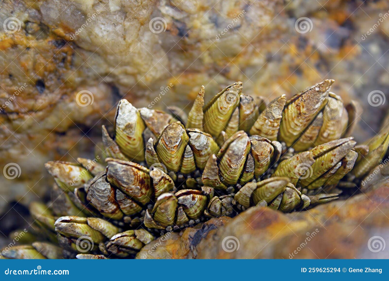 Barnacle between rocks stock photo. Image of intertidal Biology Diagrams