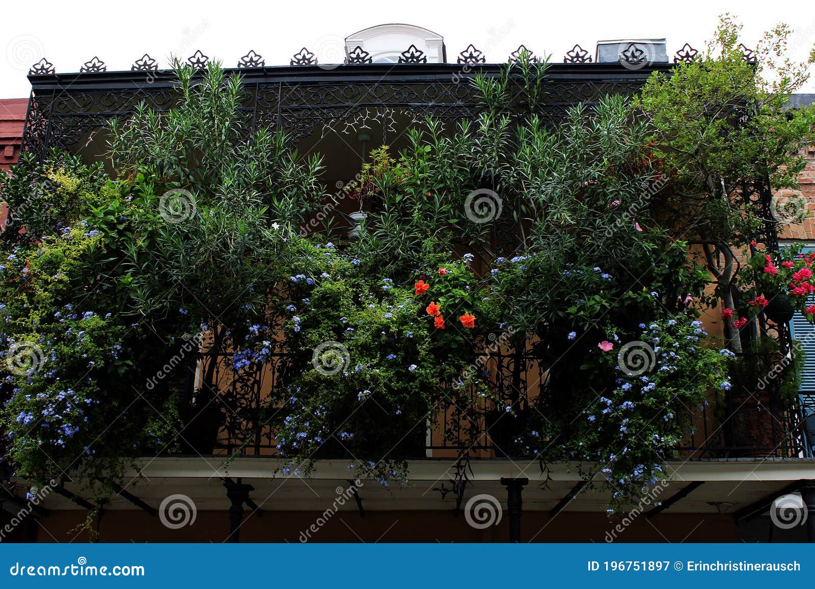 Plantas Balcon Colgantes : Suministros Para Jardin ...