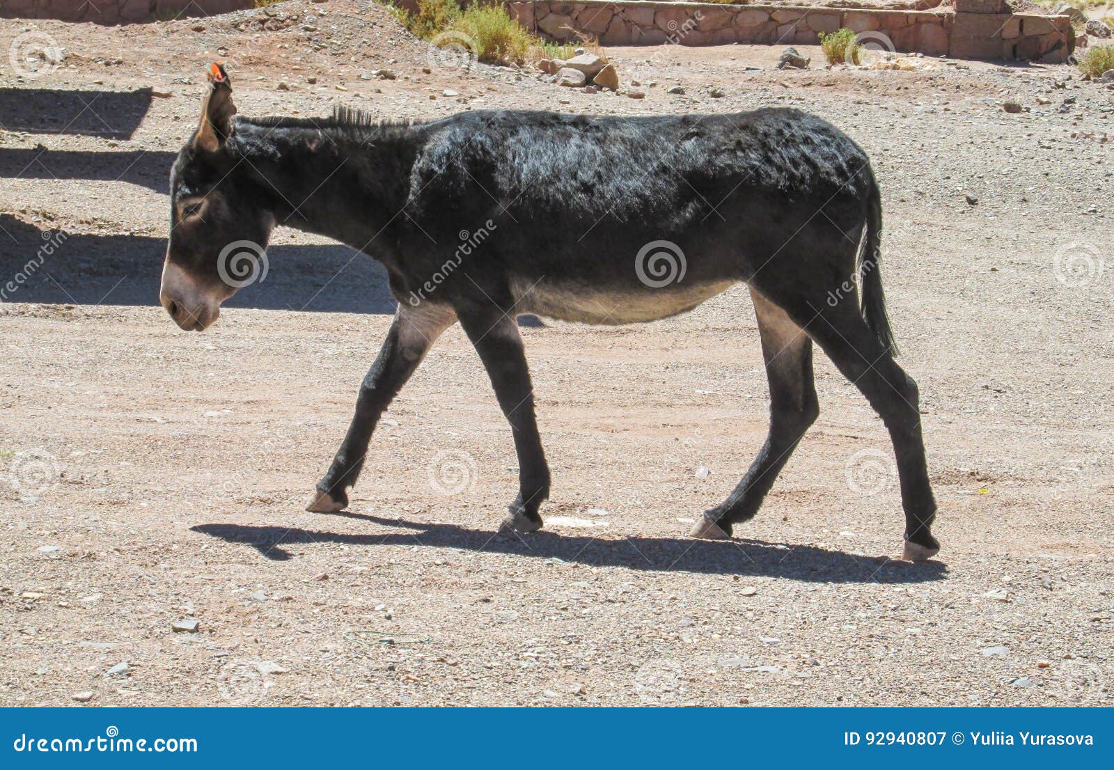 balck donkey